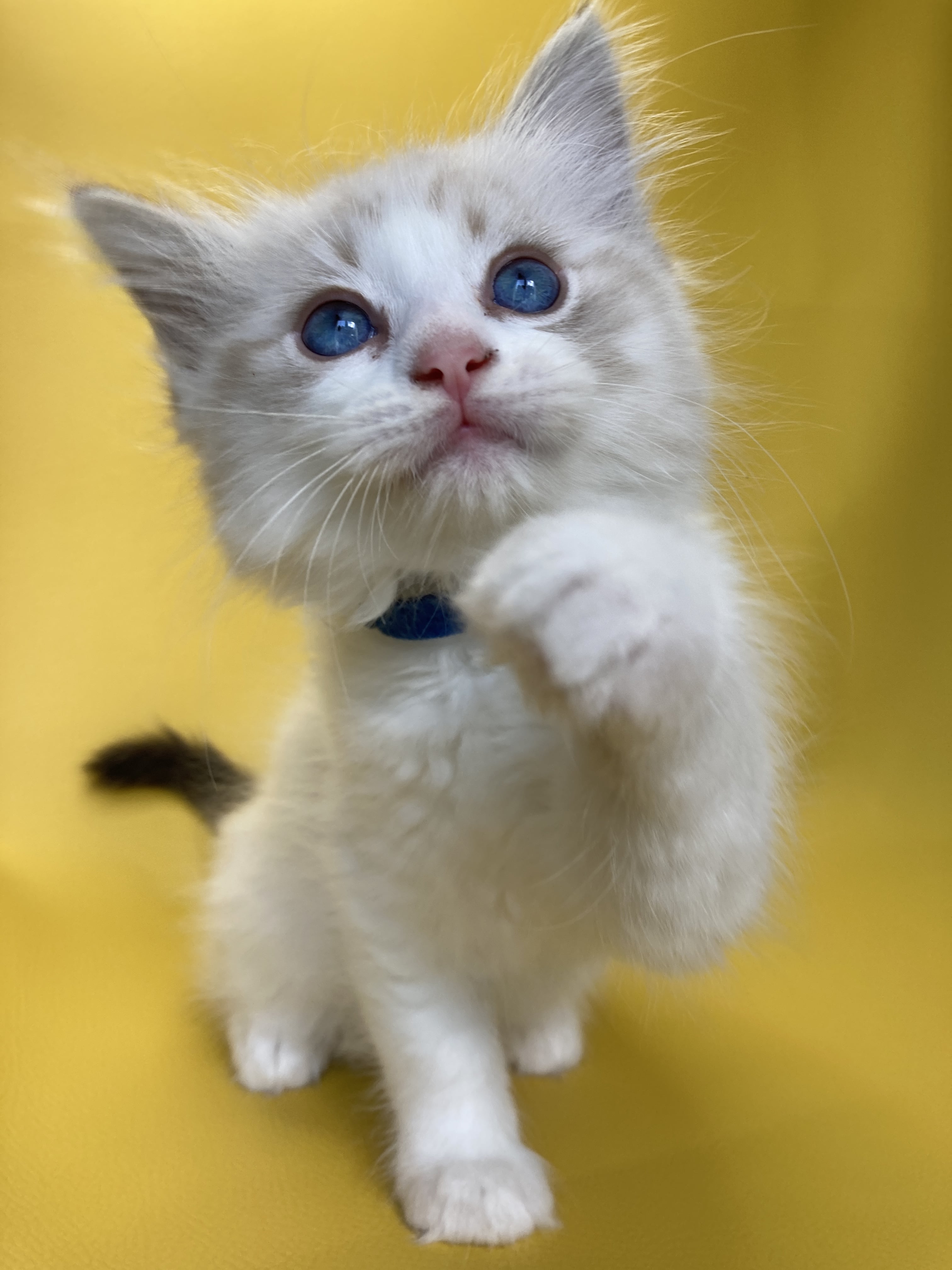 chaton Ragdoll seal tabby point bicolor Stuky Les Ragdolls de la Croisette