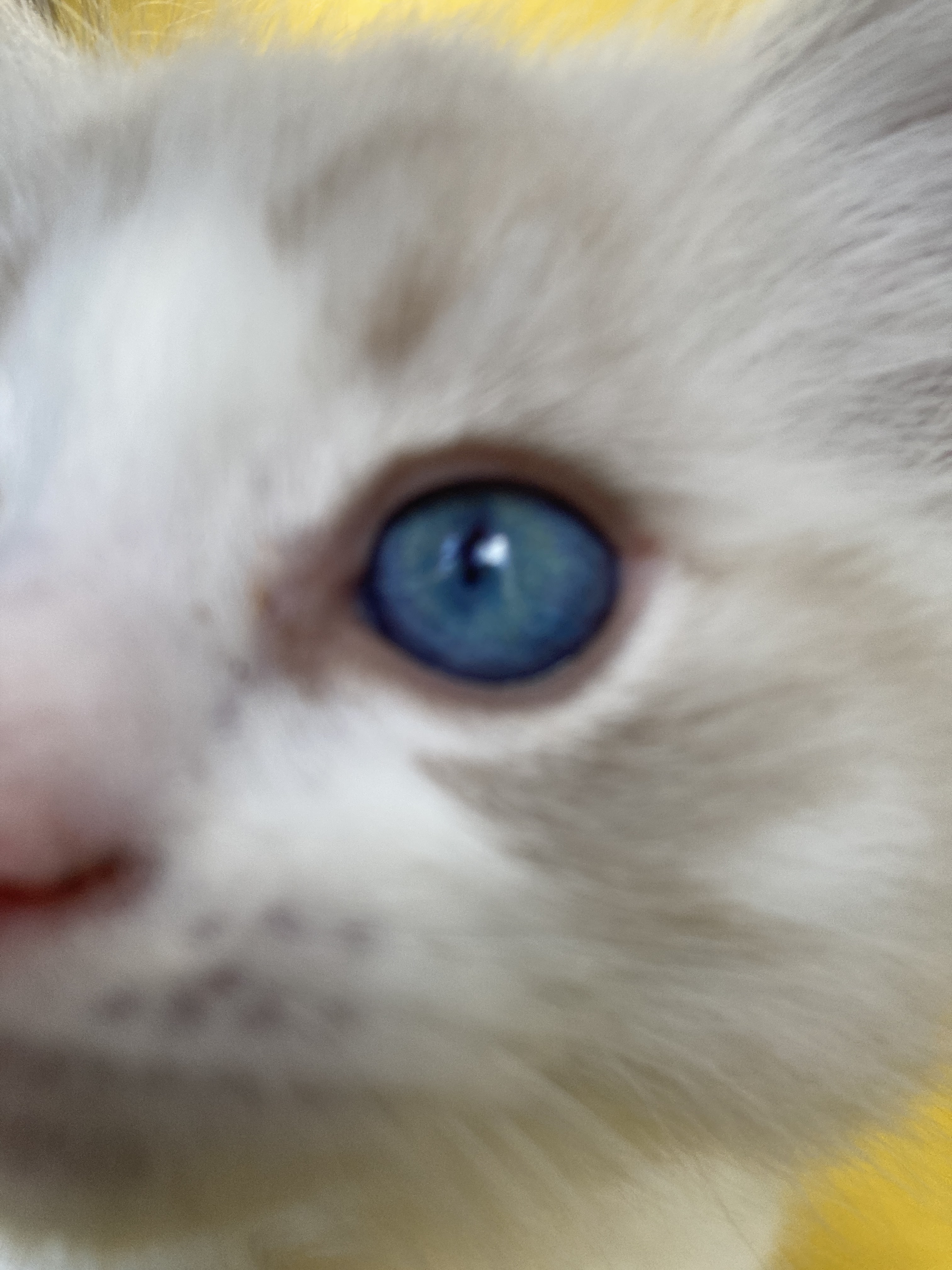 chaton Ragdoll seal tabby point bicolor Stuky Les Ragdolls de la Croisette