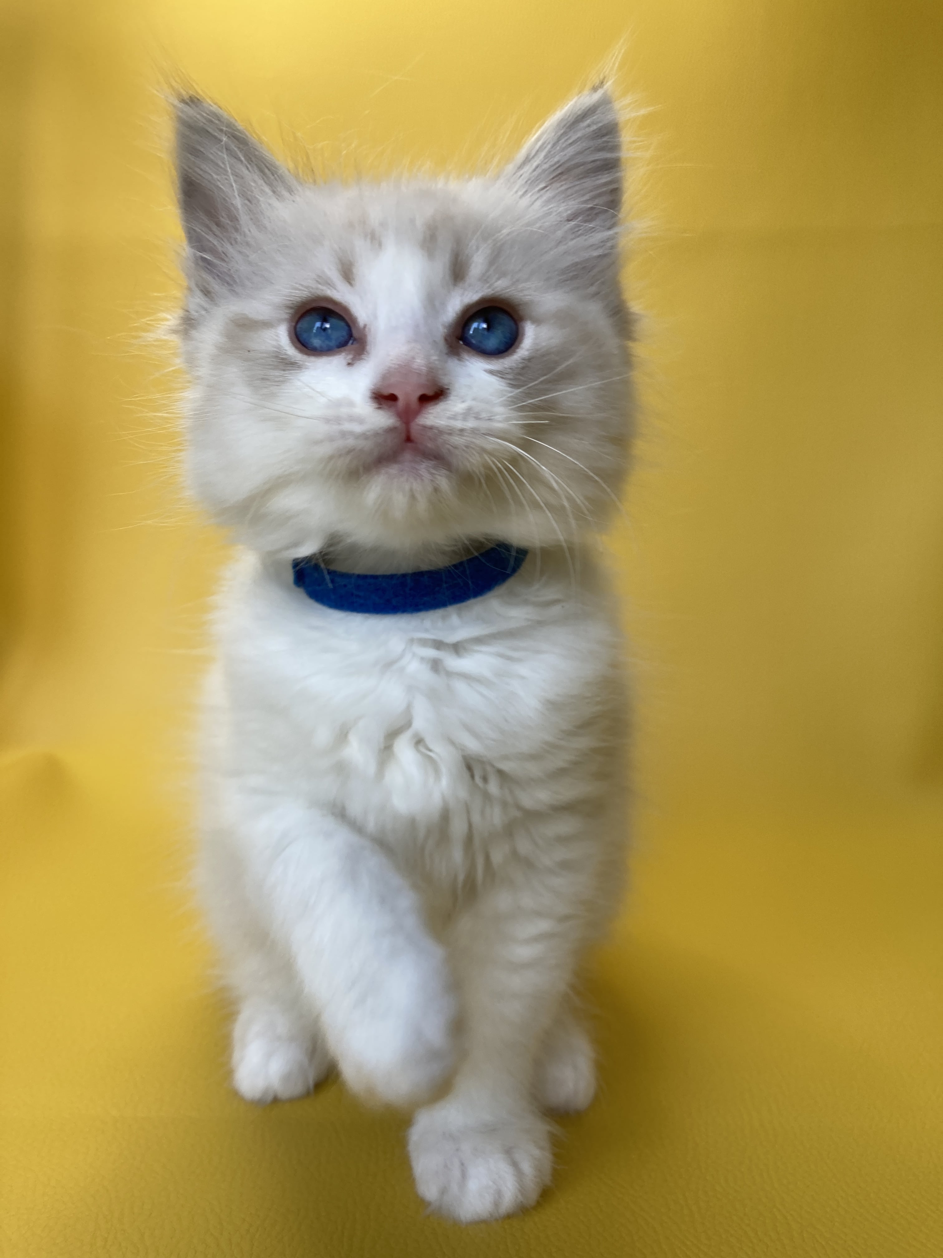 chaton Ragdoll seal tabby point bicolor Stuky Les Ragdolls de la Croisette