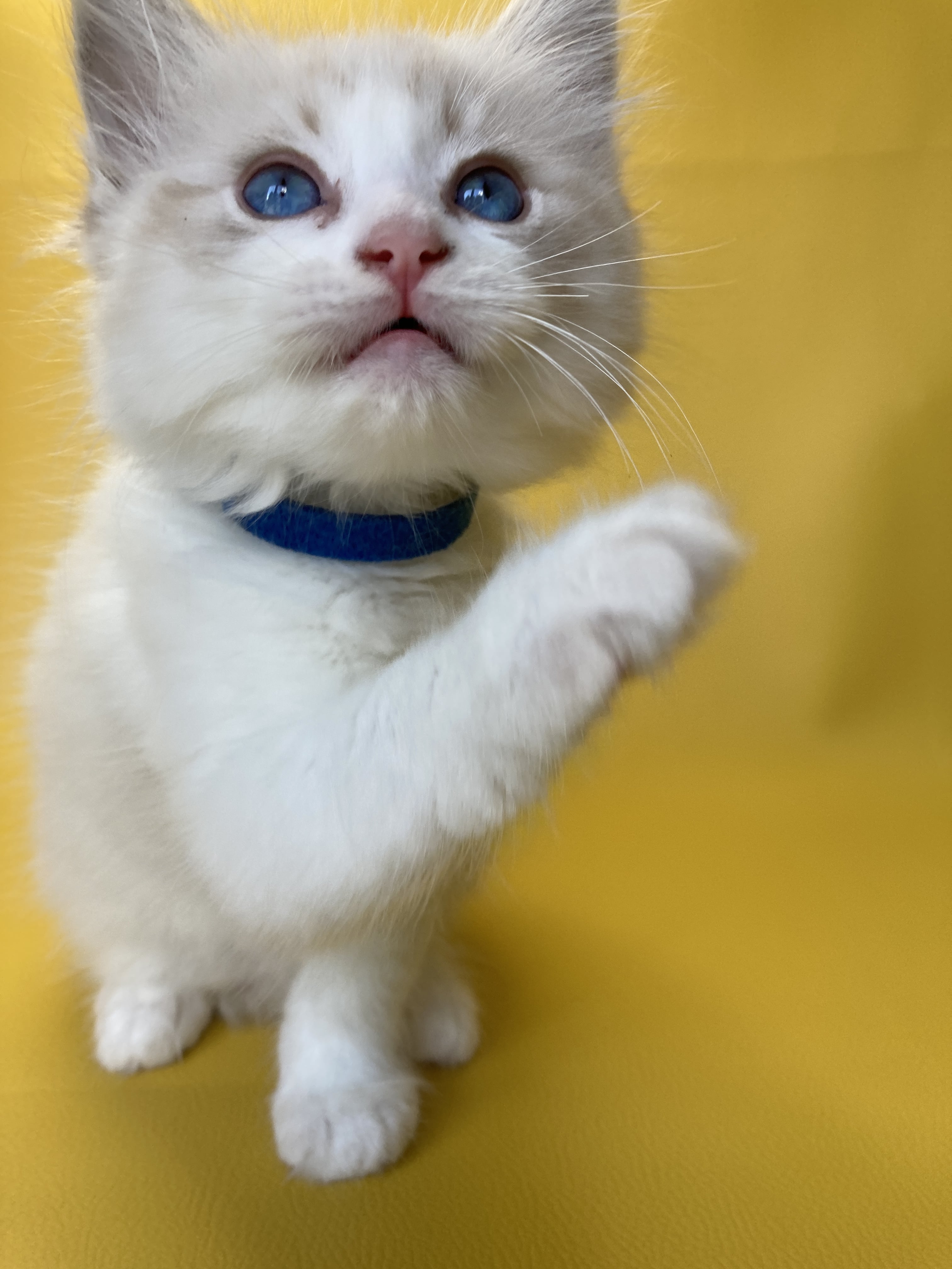 chaton Ragdoll seal tabby point bicolor Stuky Les Ragdolls de la Croisette