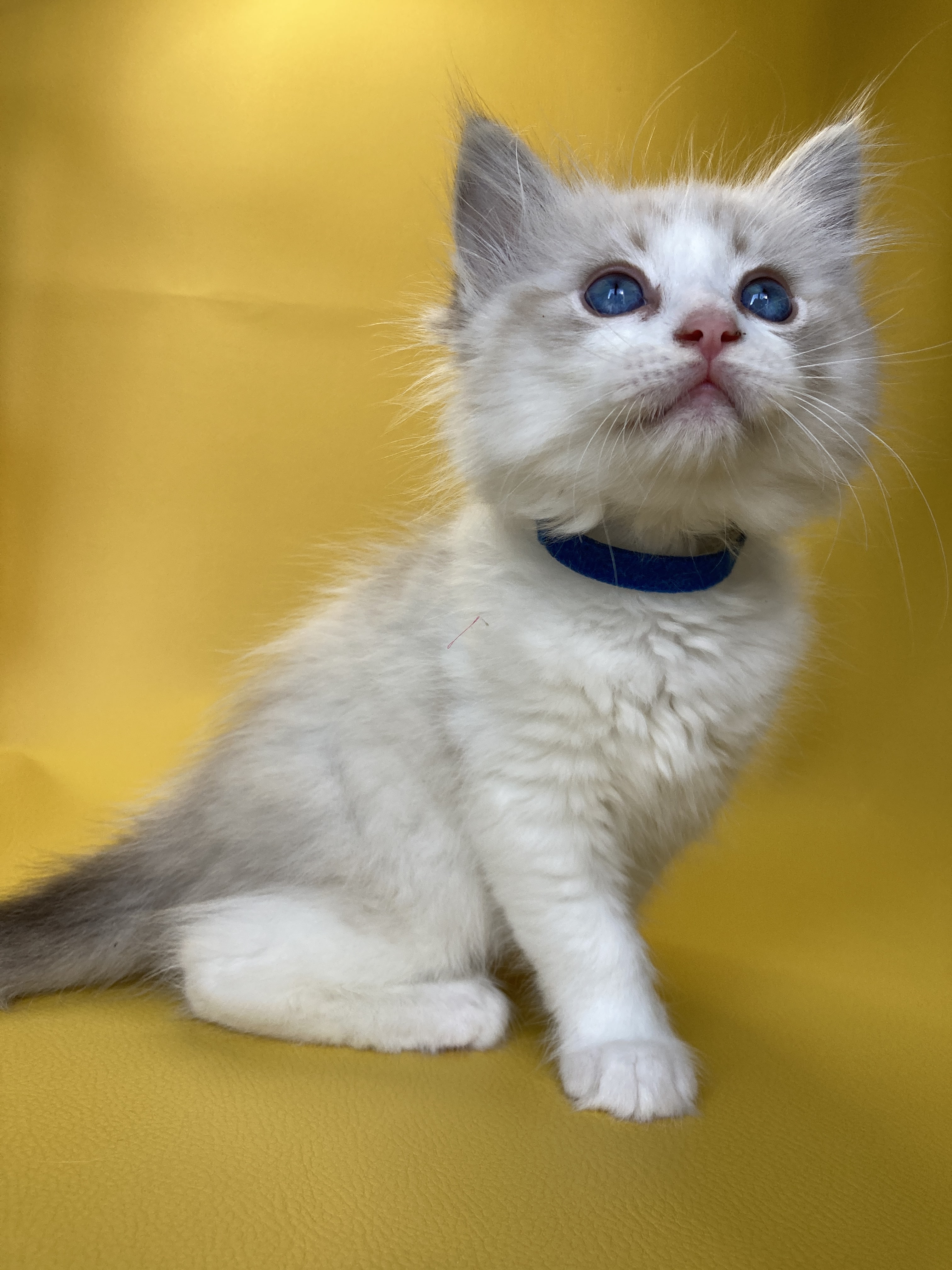chaton Ragdoll seal tabby point bicolor Stuky Les Ragdolls de la Croisette