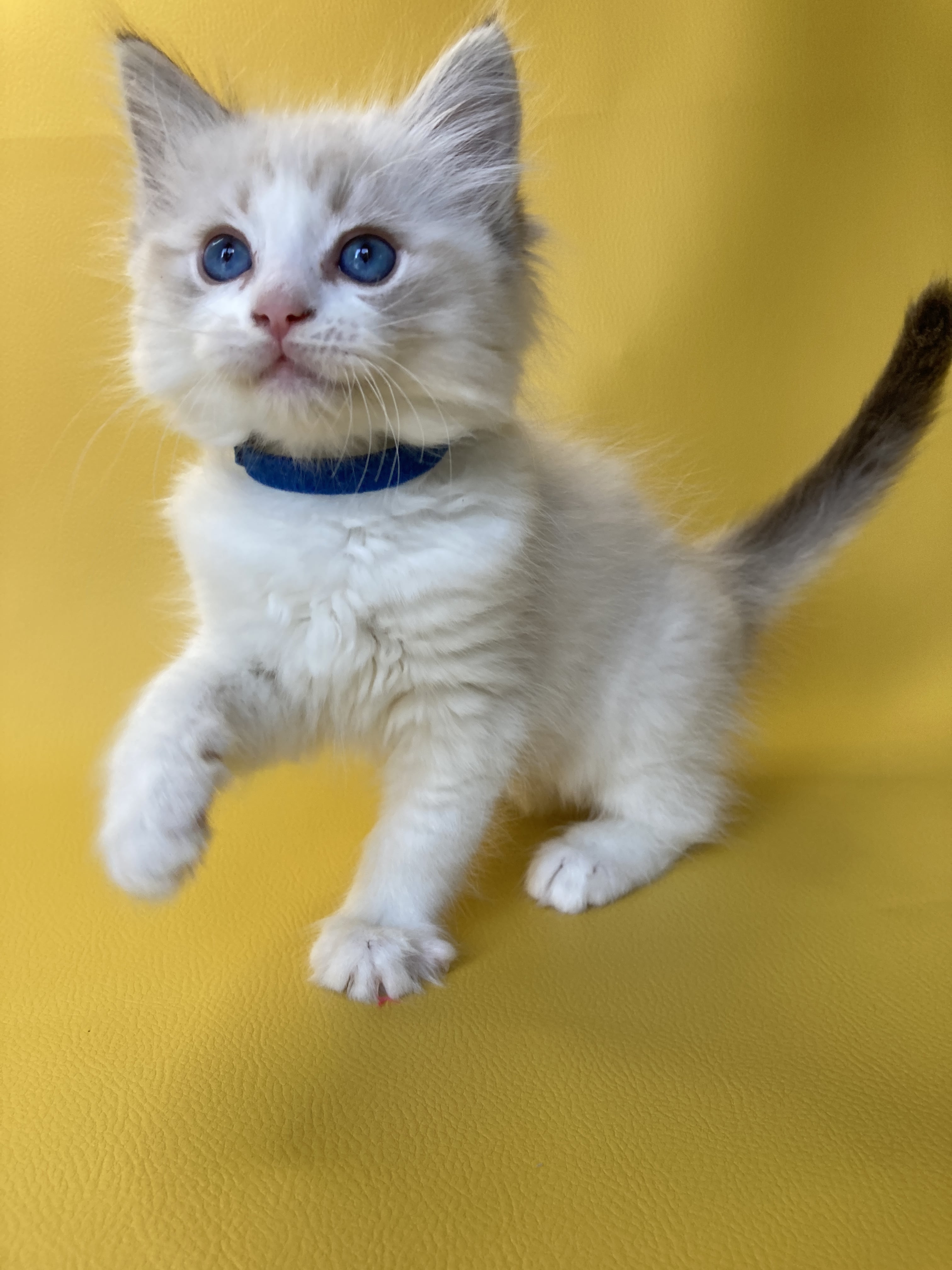 chaton Ragdoll seal tabby point bicolor Stuky Les Ragdolls de la Croisette