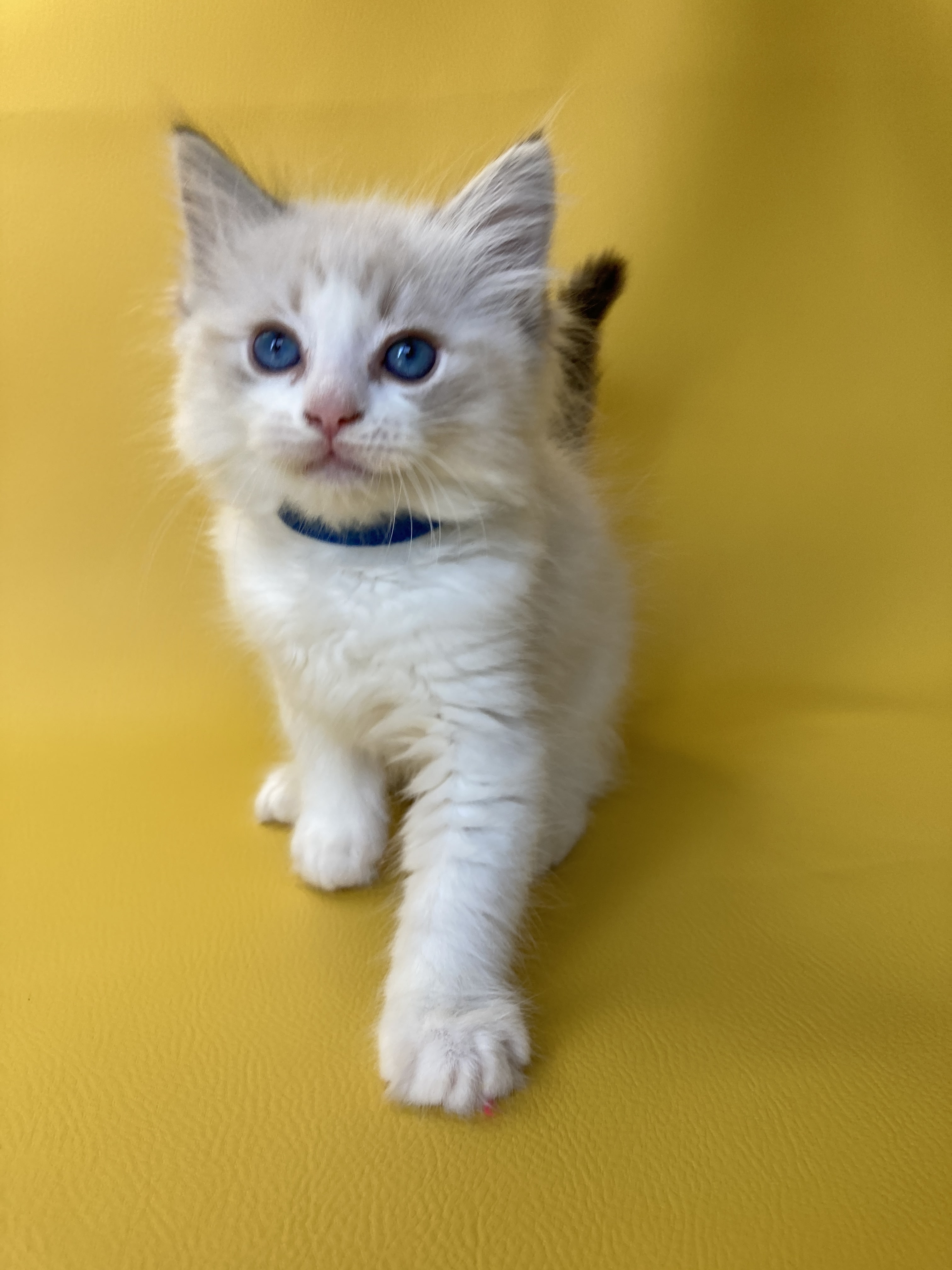 chaton Ragdoll seal tabby point bicolor Stuky Les Ragdolls de la Croisette