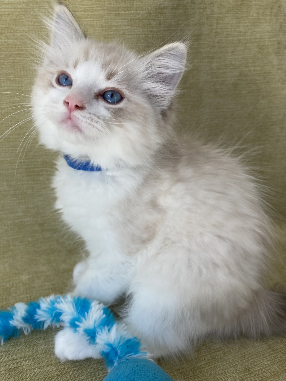 chaton Ragdoll seal tabby point bicolor Stuky Les Ragdolls de la Croisette
