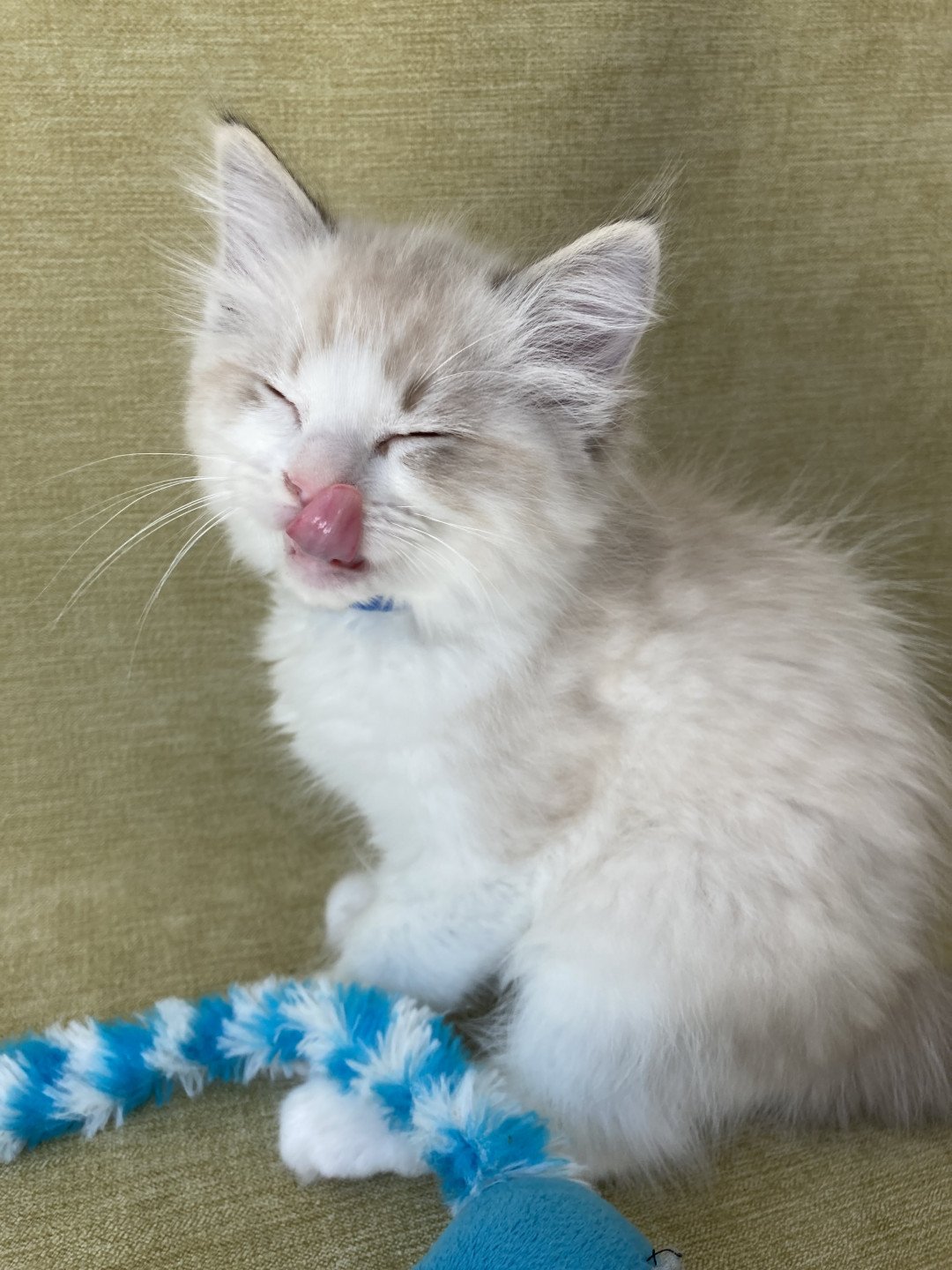 chaton Ragdoll seal tabby point bicolor Stuky Les Ragdolls de la Croisette