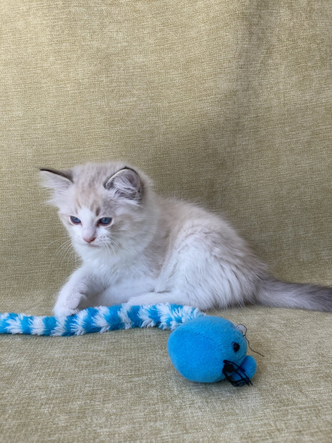 chaton Ragdoll seal tabby point bicolor Stuky Les Ragdolls de la Croisette