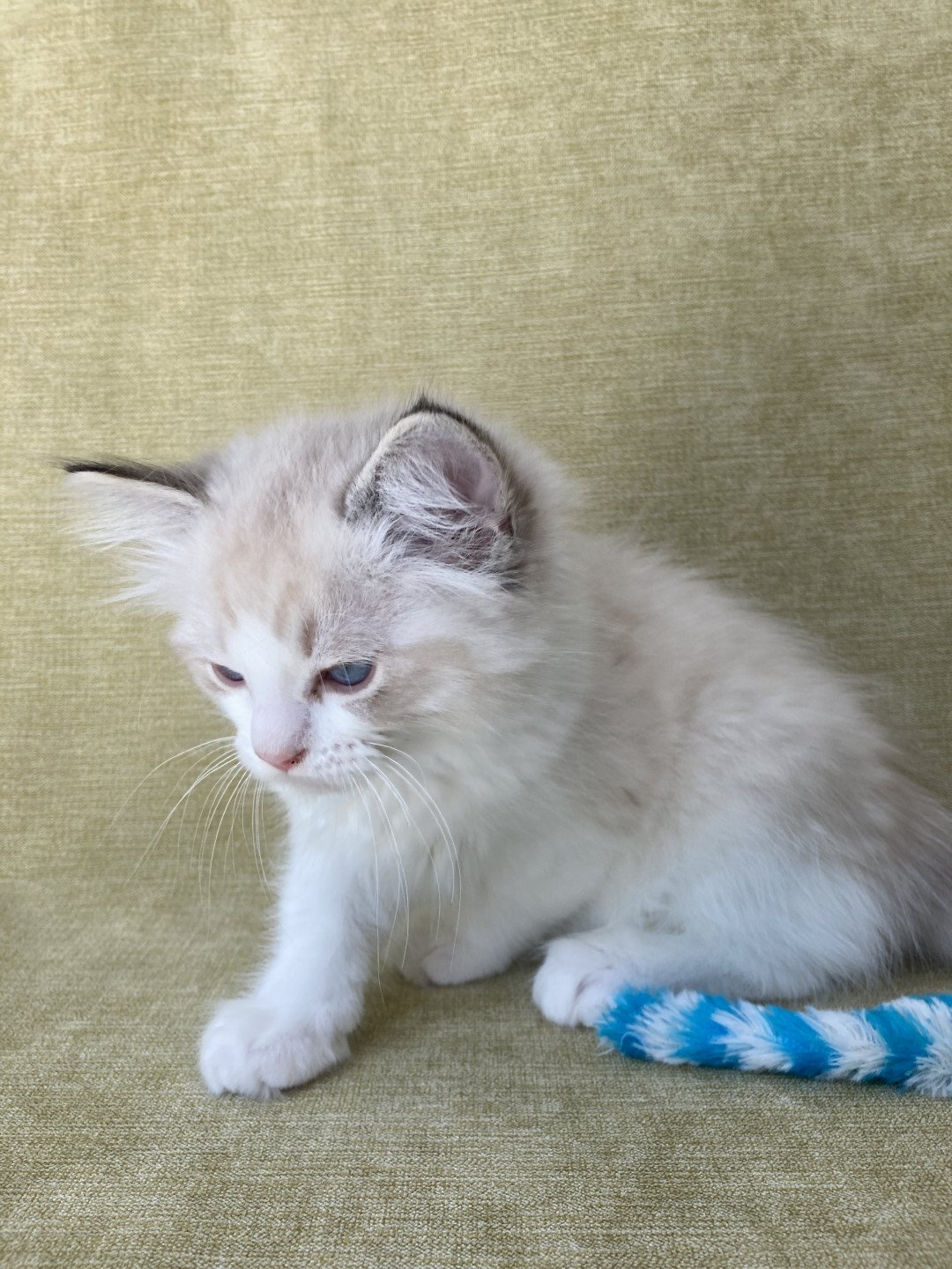 chaton Ragdoll seal tabby point bicolor Stuky Les Ragdolls de la Croisette