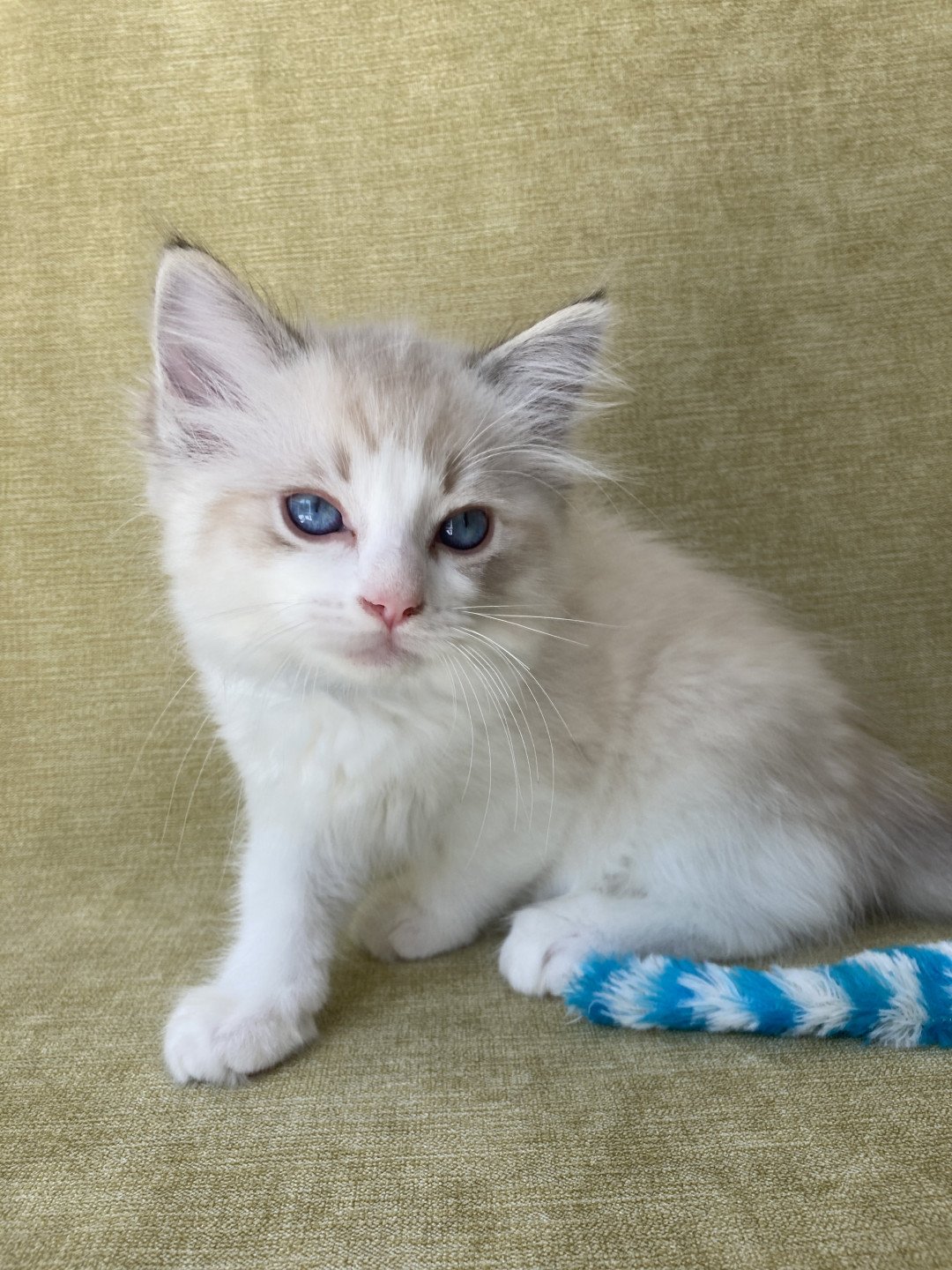 chaton Ragdoll seal tabby point bicolor Stuky Les Ragdolls de la Croisette