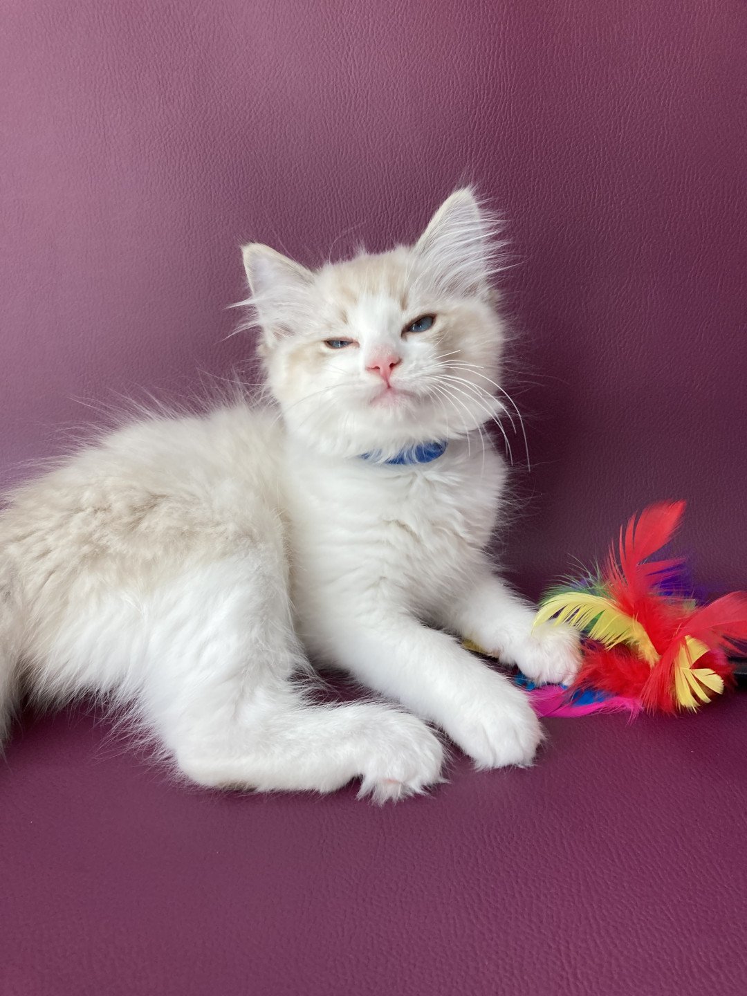 chaton Ragdoll seal tabby point bicolor Stuky Les Ragdolls de la Croisette