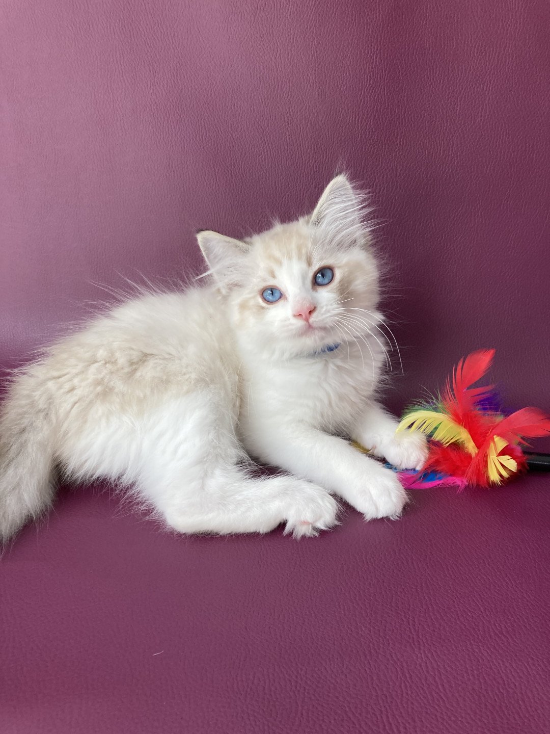 chaton Ragdoll seal tabby point bicolor Stuky Les Ragdolls de la Croisette