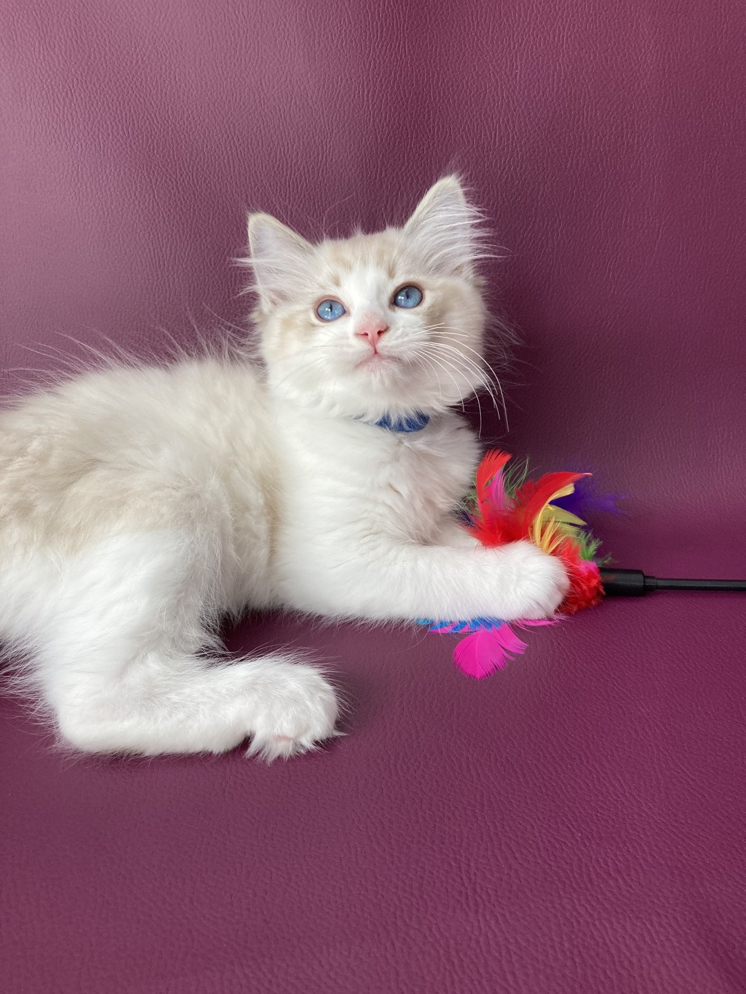 chaton Ragdoll seal tabby point bicolor Stuky Les Ragdolls de la Croisette