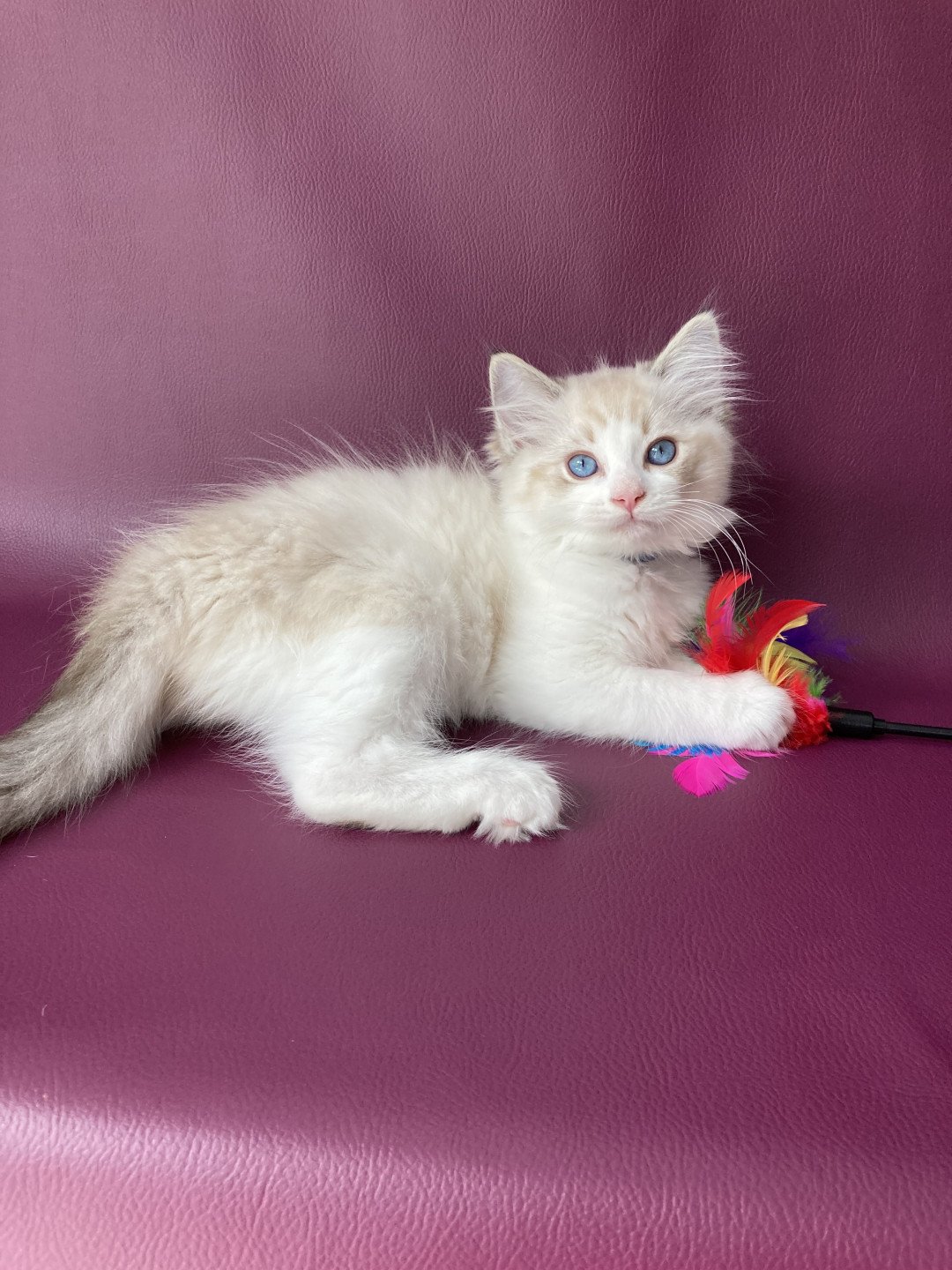 chaton Ragdoll seal tabby point bicolor Stuky Les Ragdolls de la Croisette