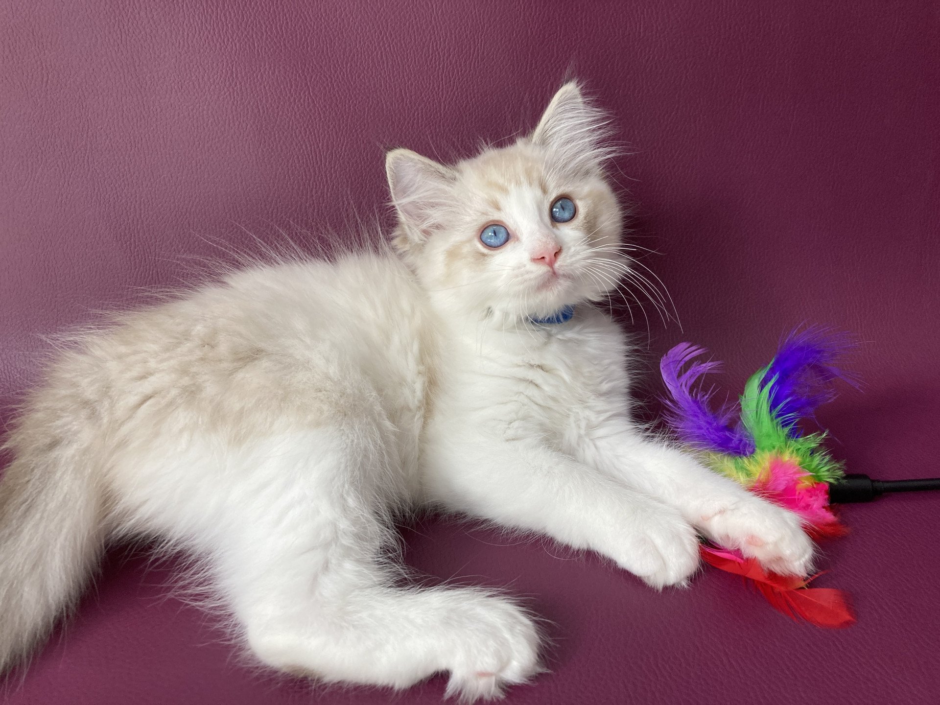 chaton Ragdoll seal tabby point bicolor Stuky Les Ragdolls de la Croisette