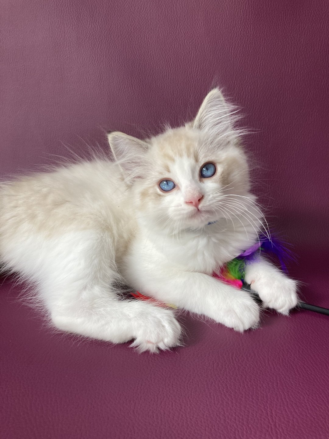 chaton Ragdoll seal tabby point bicolor Stuky Les Ragdolls de la Croisette