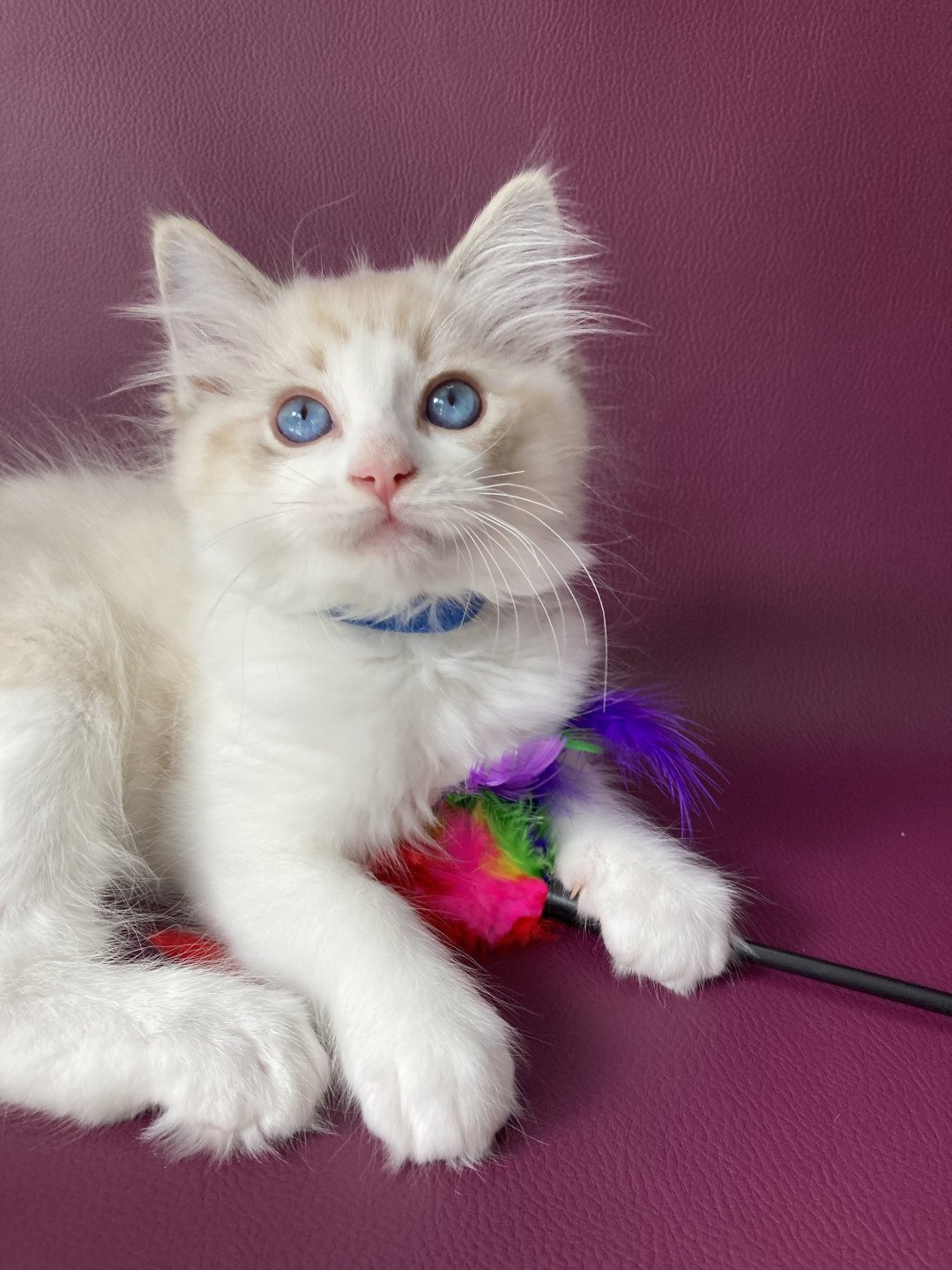 chaton Ragdoll seal tabby point bicolor Stuky Les Ragdolls de la Croisette