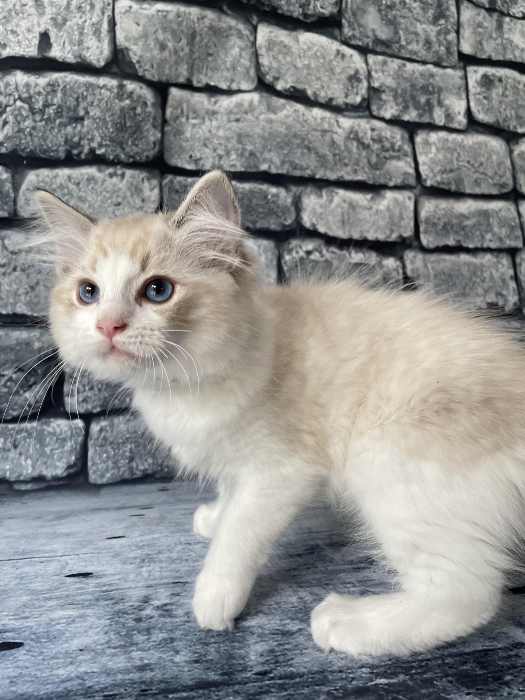chaton Ragdoll seal tabby point bicolor Stuky Les Ragdolls de la Croisette