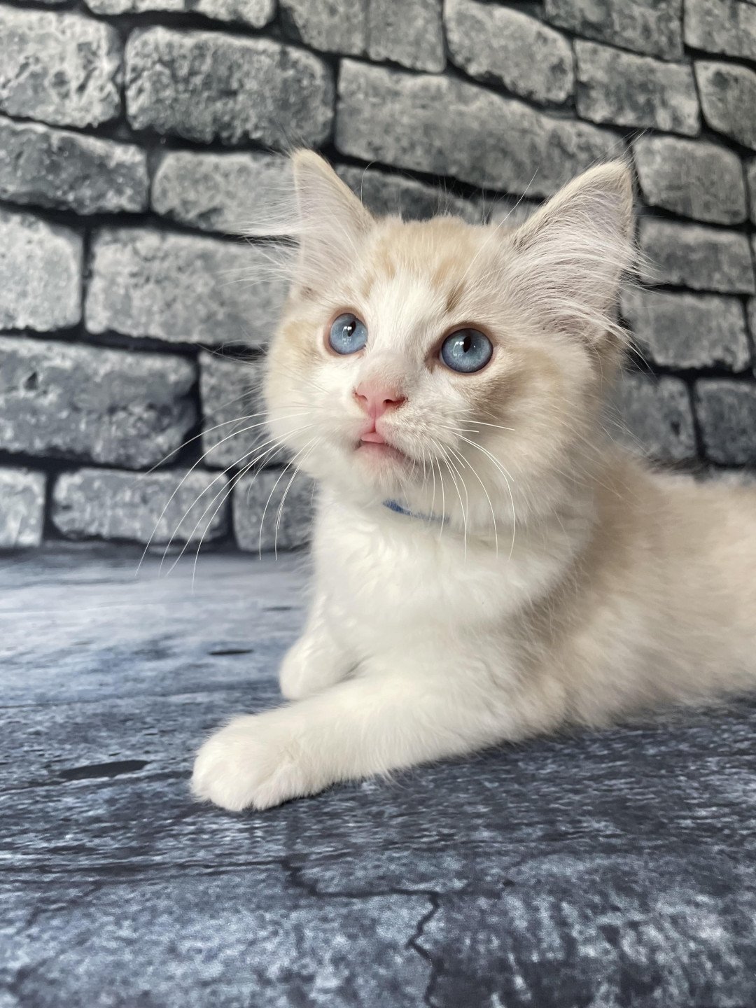 chaton Ragdoll seal tabby point bicolor Stuky Les Ragdolls de la Croisette