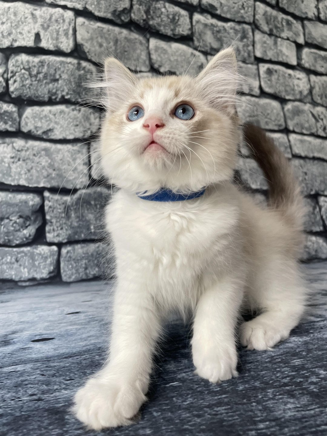 chaton Ragdoll seal tabby point bicolor Stuky Les Ragdolls de la Croisette
