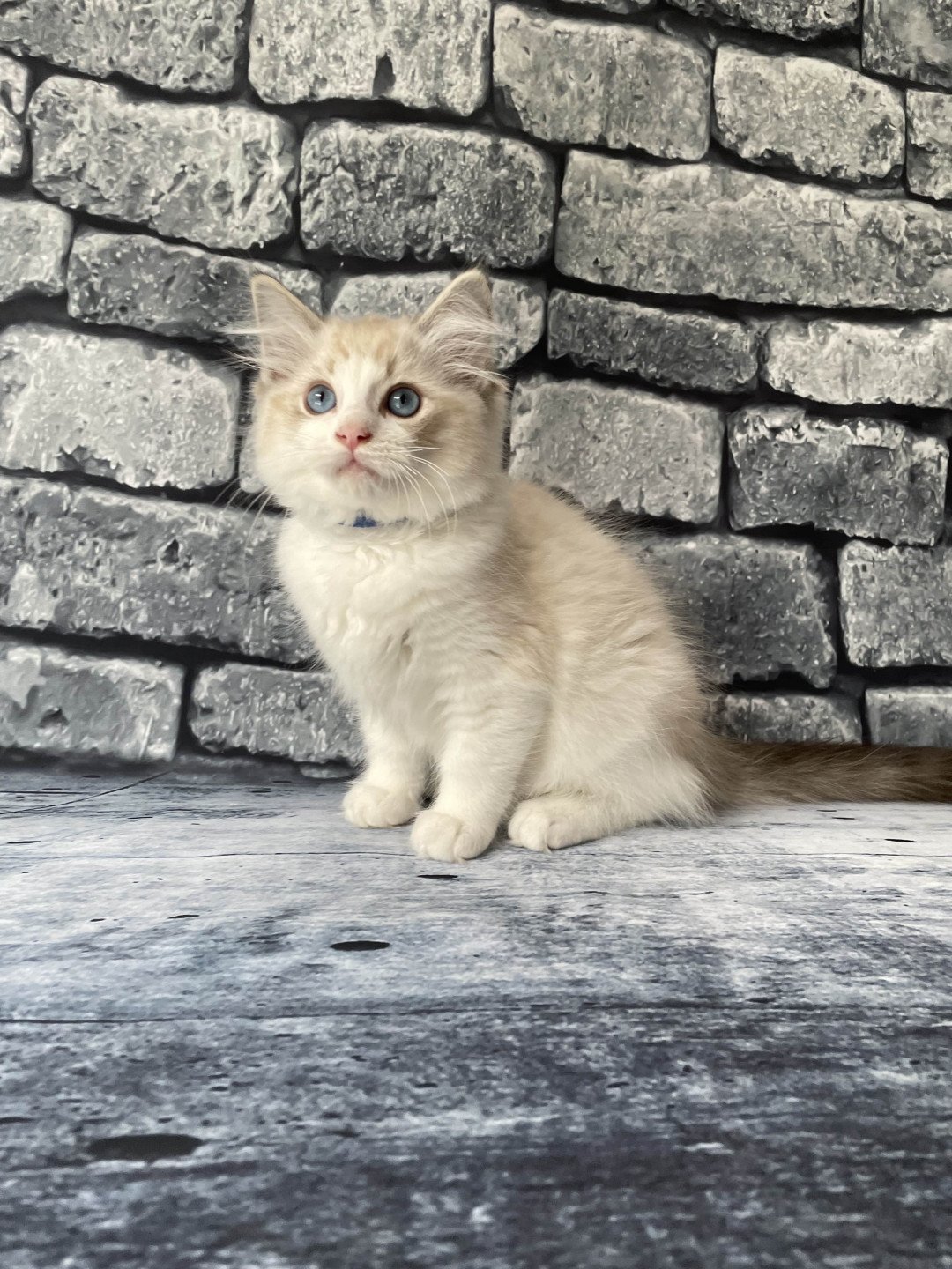 chaton Ragdoll seal tabby point bicolor Stuky Les Ragdolls de la Croisette