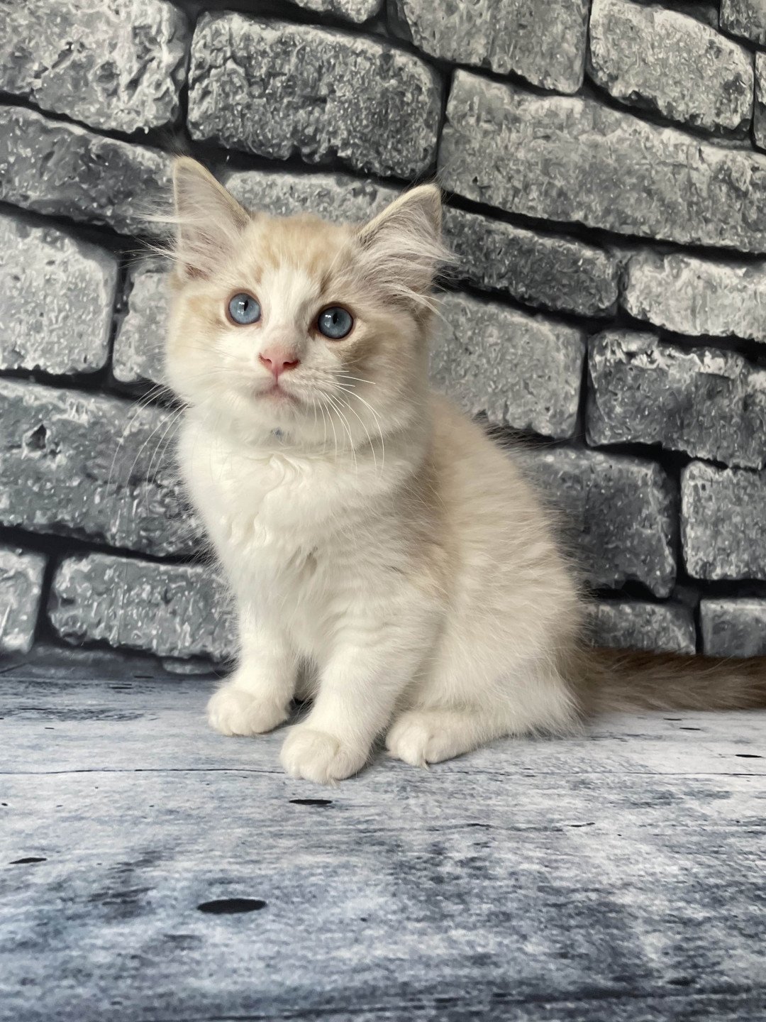 chaton Ragdoll seal tabby point bicolor Stuky Les Ragdolls de la Croisette