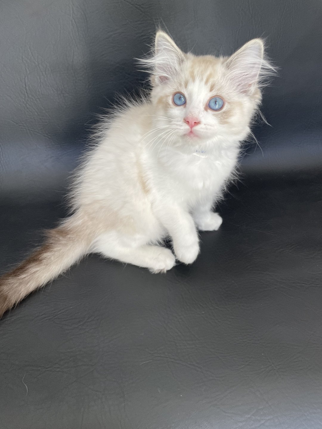 chaton Ragdoll seal tabby point bicolor Stuky Les Ragdolls de la Croisette