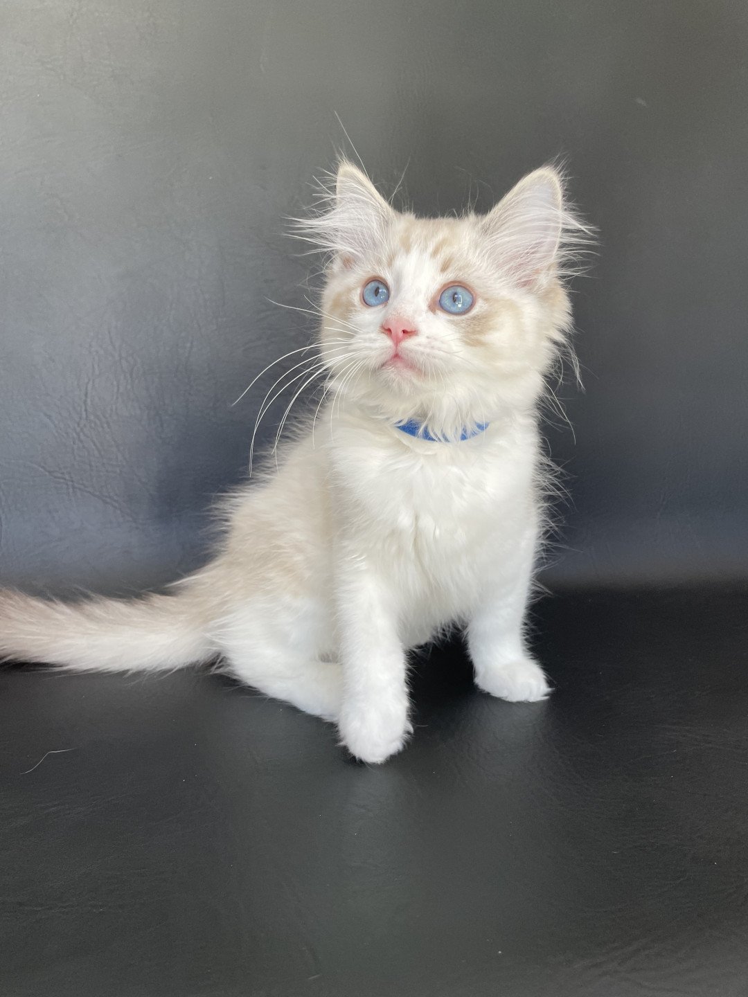 chaton Ragdoll seal tabby point bicolor Stuky Les Ragdolls de la Croisette