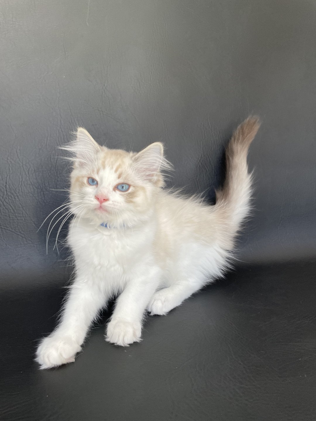 chaton Ragdoll seal tabby point bicolor Stuky Les Ragdolls de la Croisette