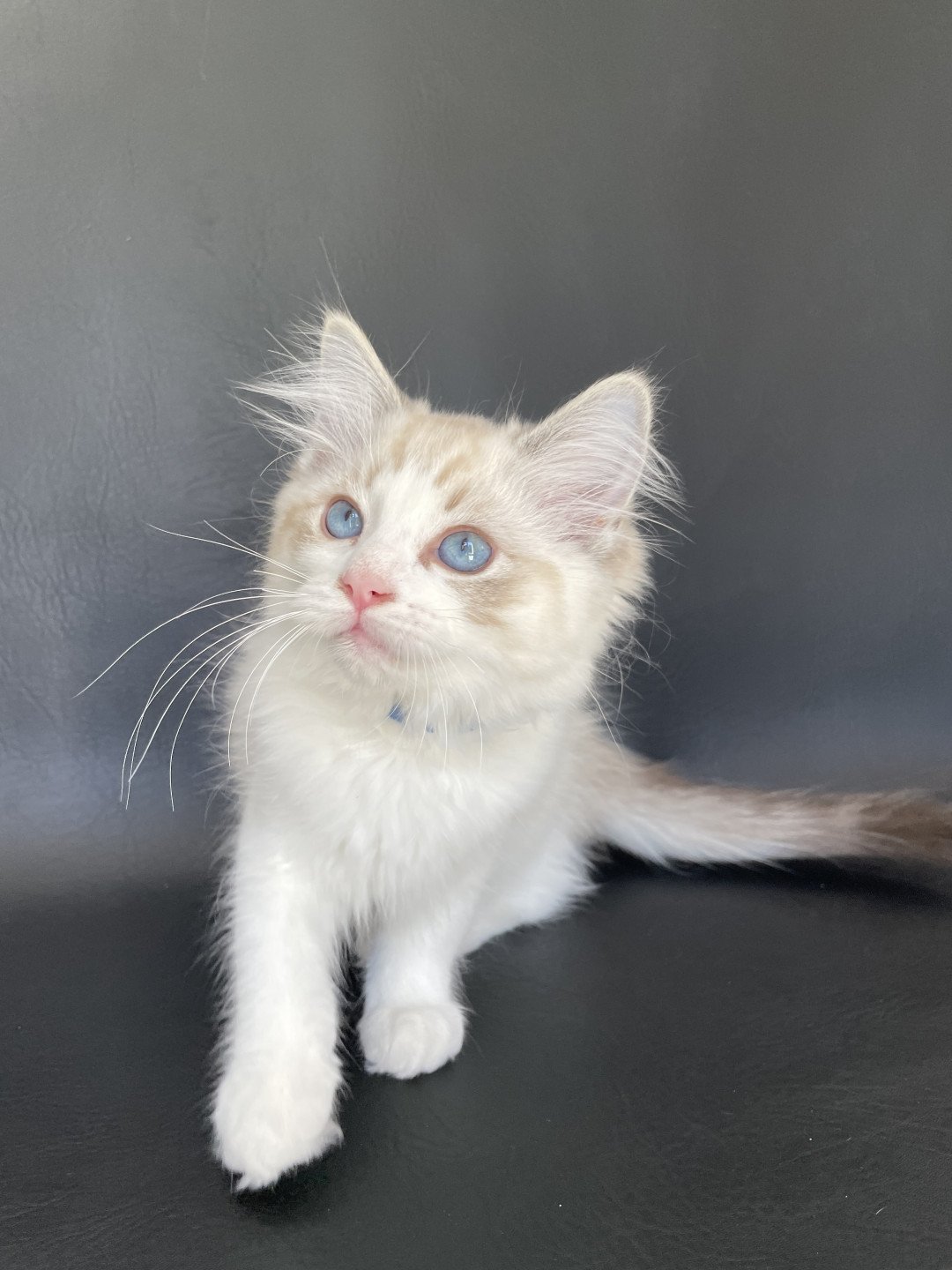 chaton Ragdoll seal tabby point bicolor Stuky Les Ragdolls de la Croisette