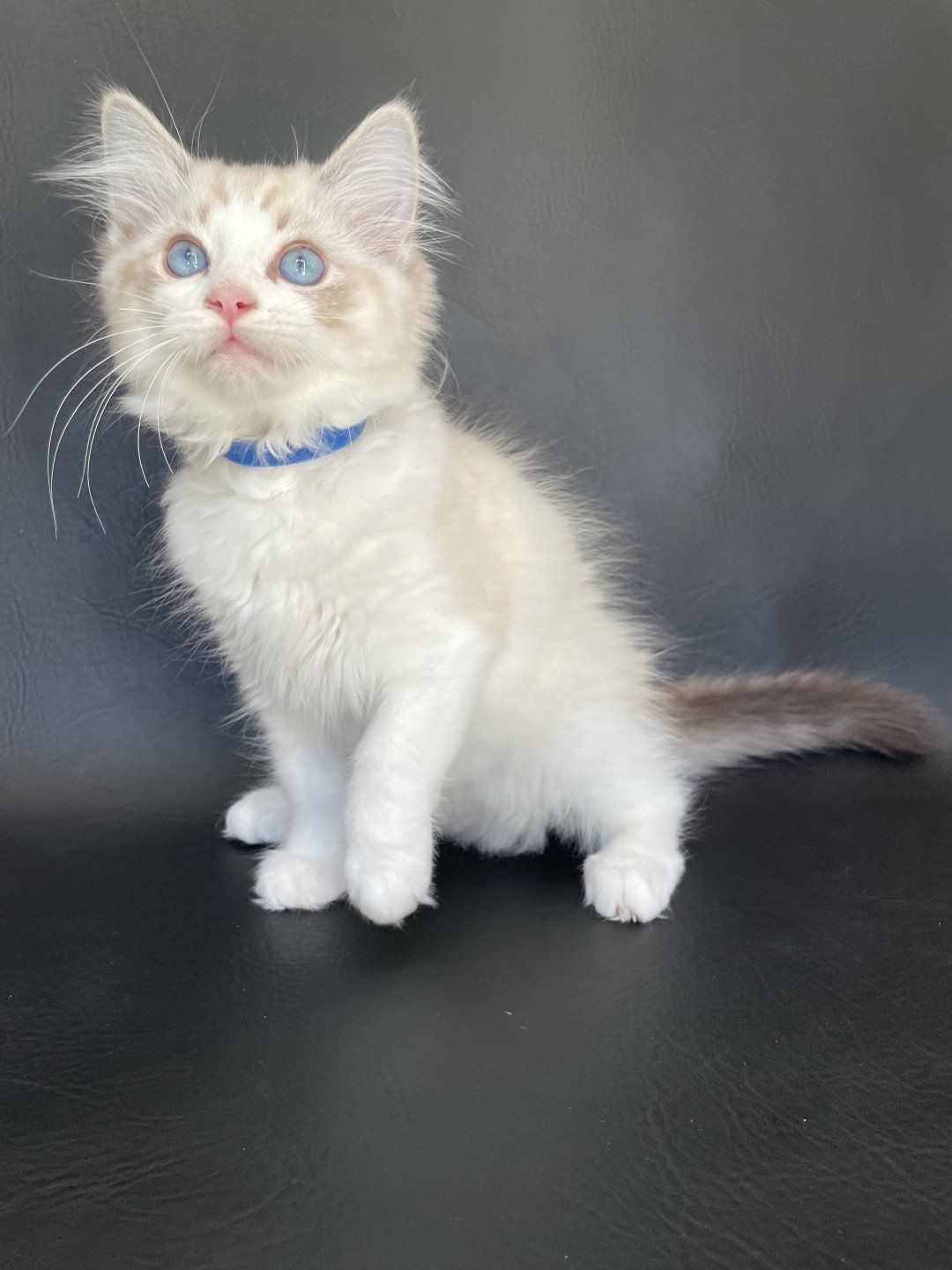 chaton Ragdoll seal tabby point bicolor Stuky Les Ragdolls de la Croisette