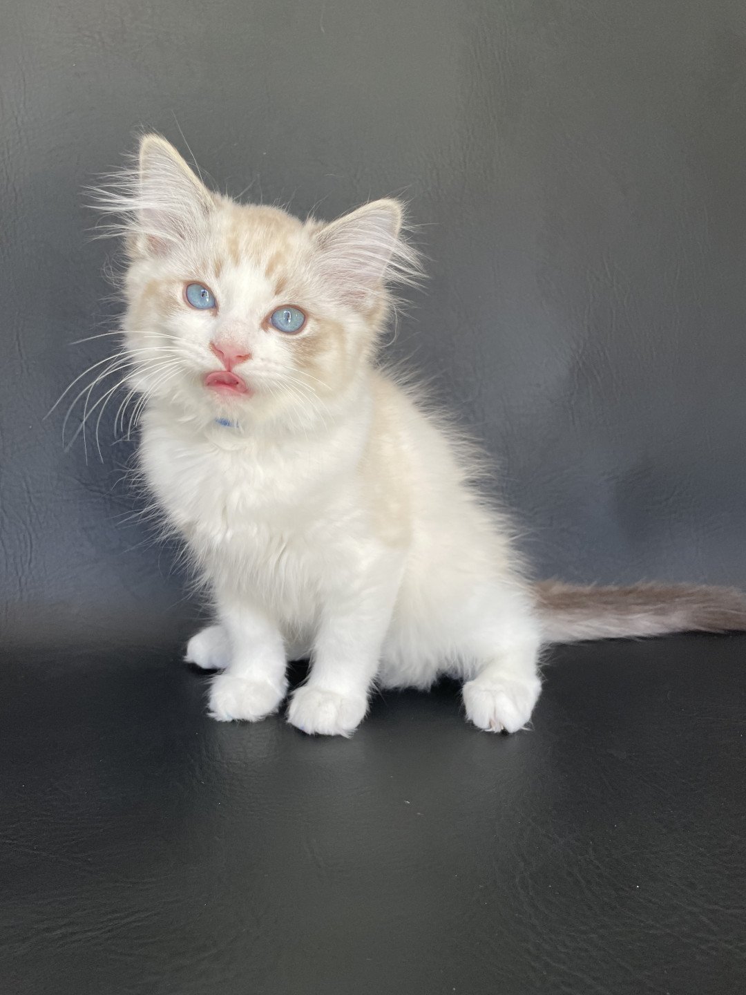 chaton Ragdoll seal tabby point bicolor Stuky Les Ragdolls de la Croisette