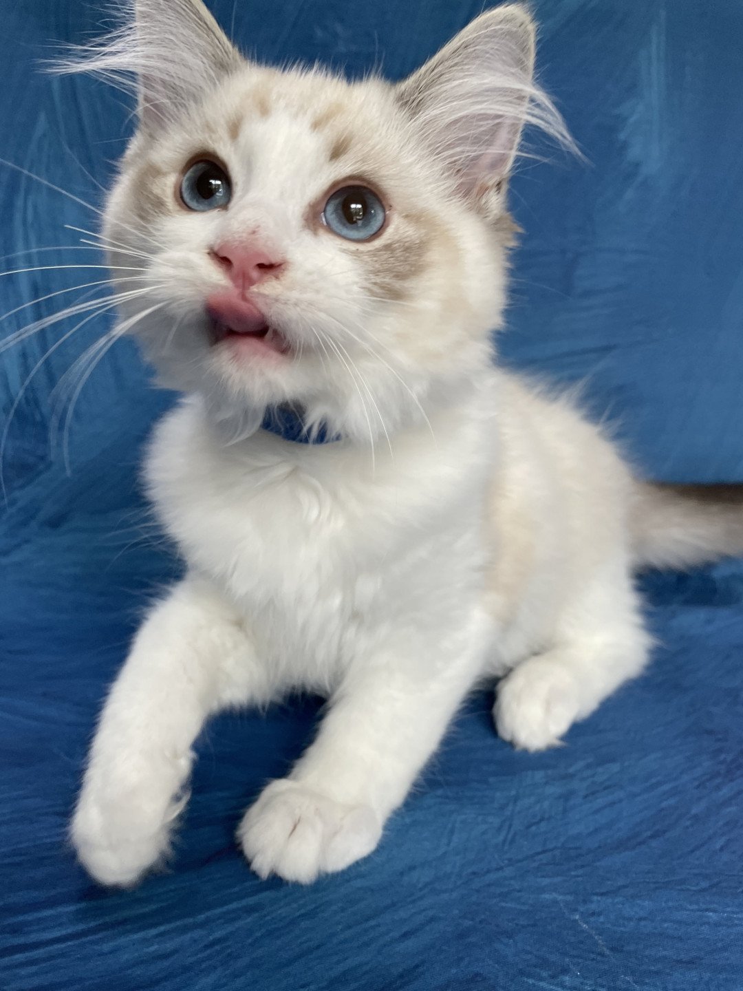 chaton Ragdoll seal tabby point bicolor Stuky Les Ragdolls de la Croisette