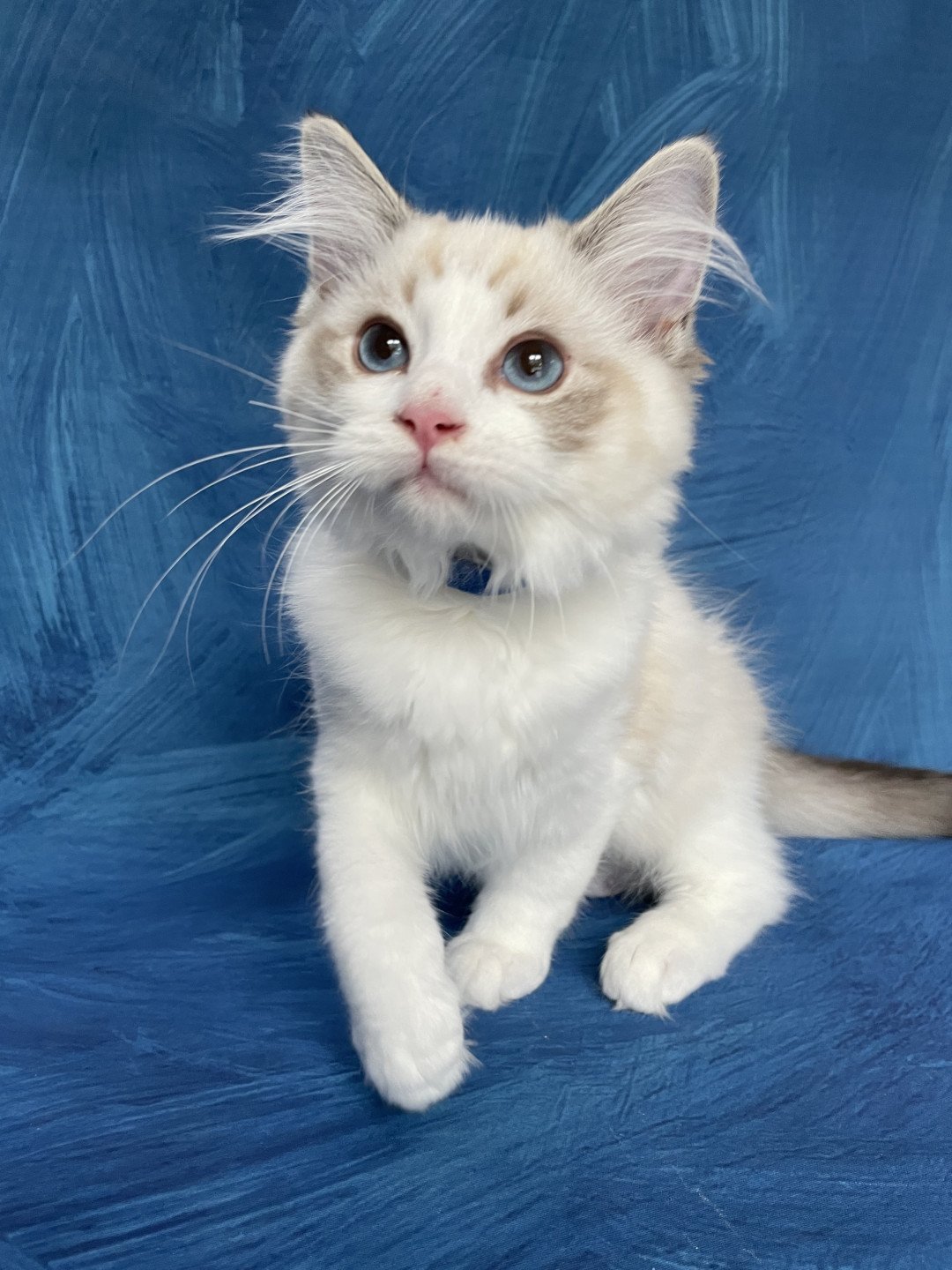 chaton Ragdoll seal tabby point bicolor Stuky Les Ragdolls de la Croisette