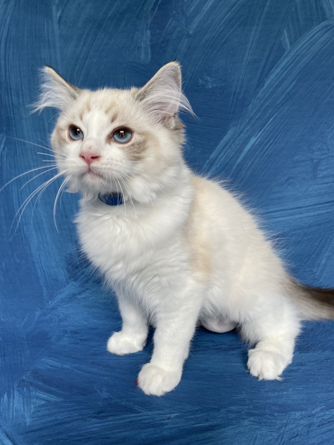 chaton Ragdoll seal tabby point bicolor Stuky Les Ragdolls de la Croisette