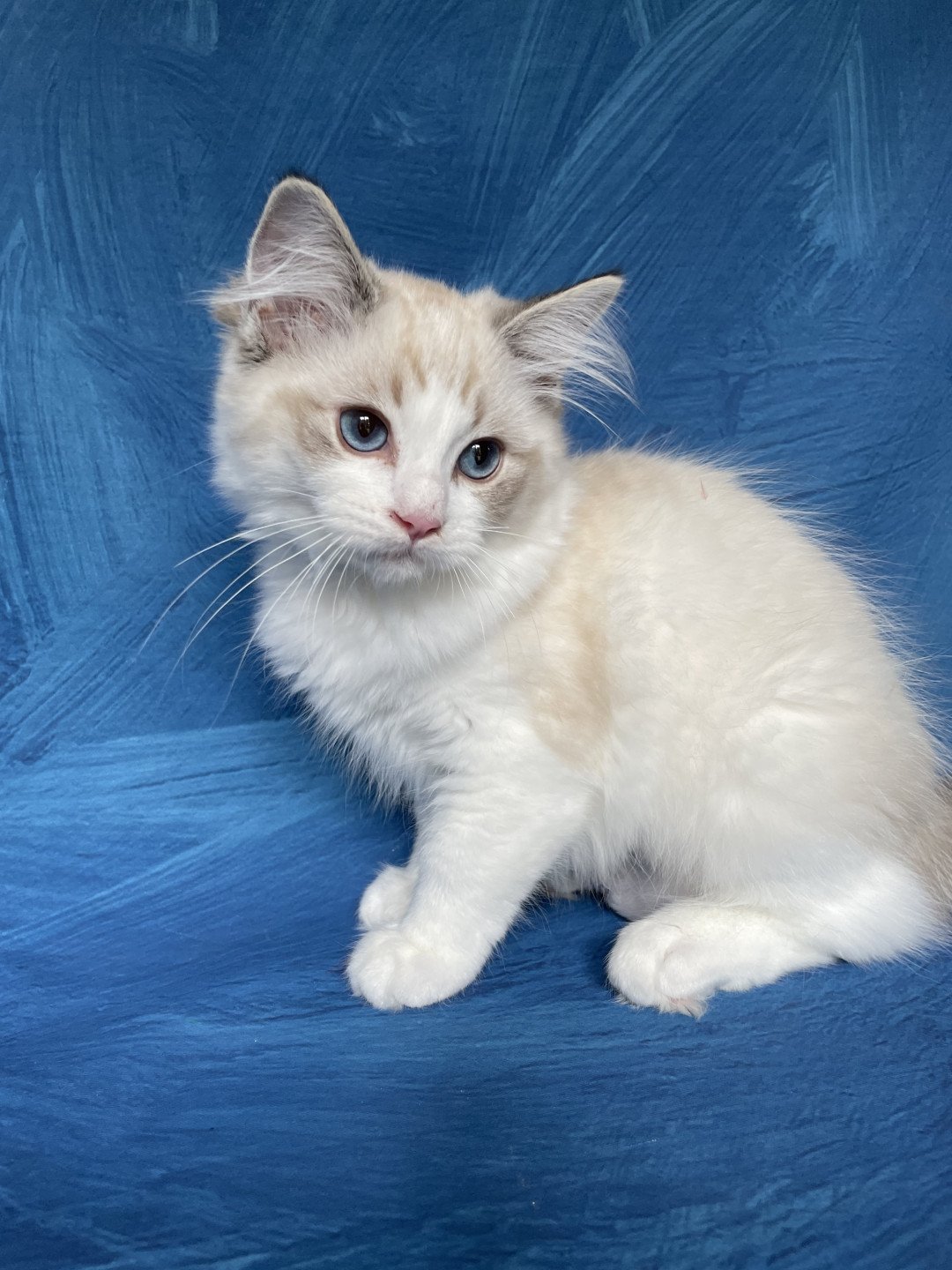 chaton Ragdoll seal tabby point bicolor Stuky Les Ragdolls de la Croisette