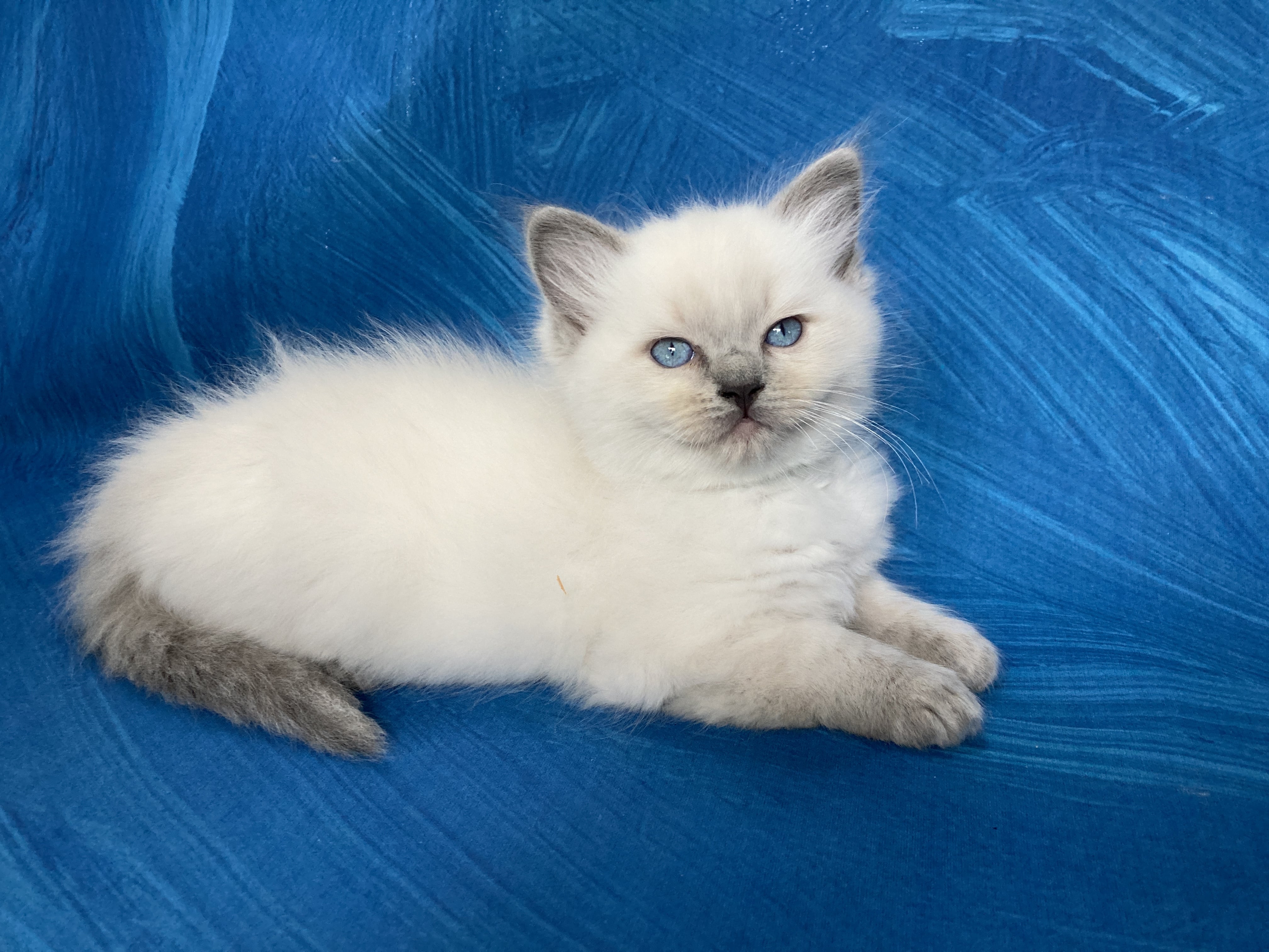 Portée Doris Didi Ragdoll blue point mitted Oust Ragdoll
