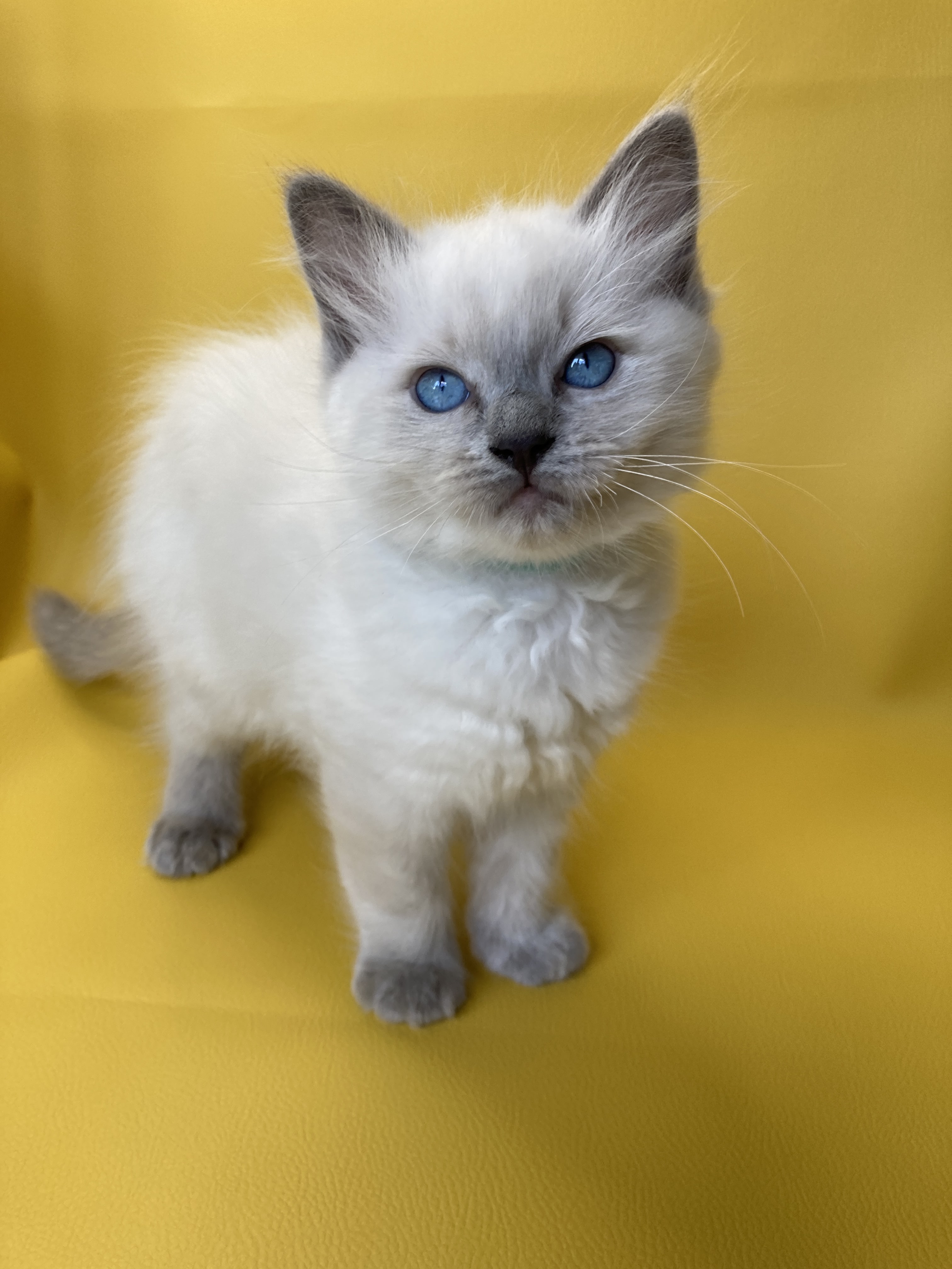 Portée Doris Didi Ragdoll blue point mitted Oust Ragdoll