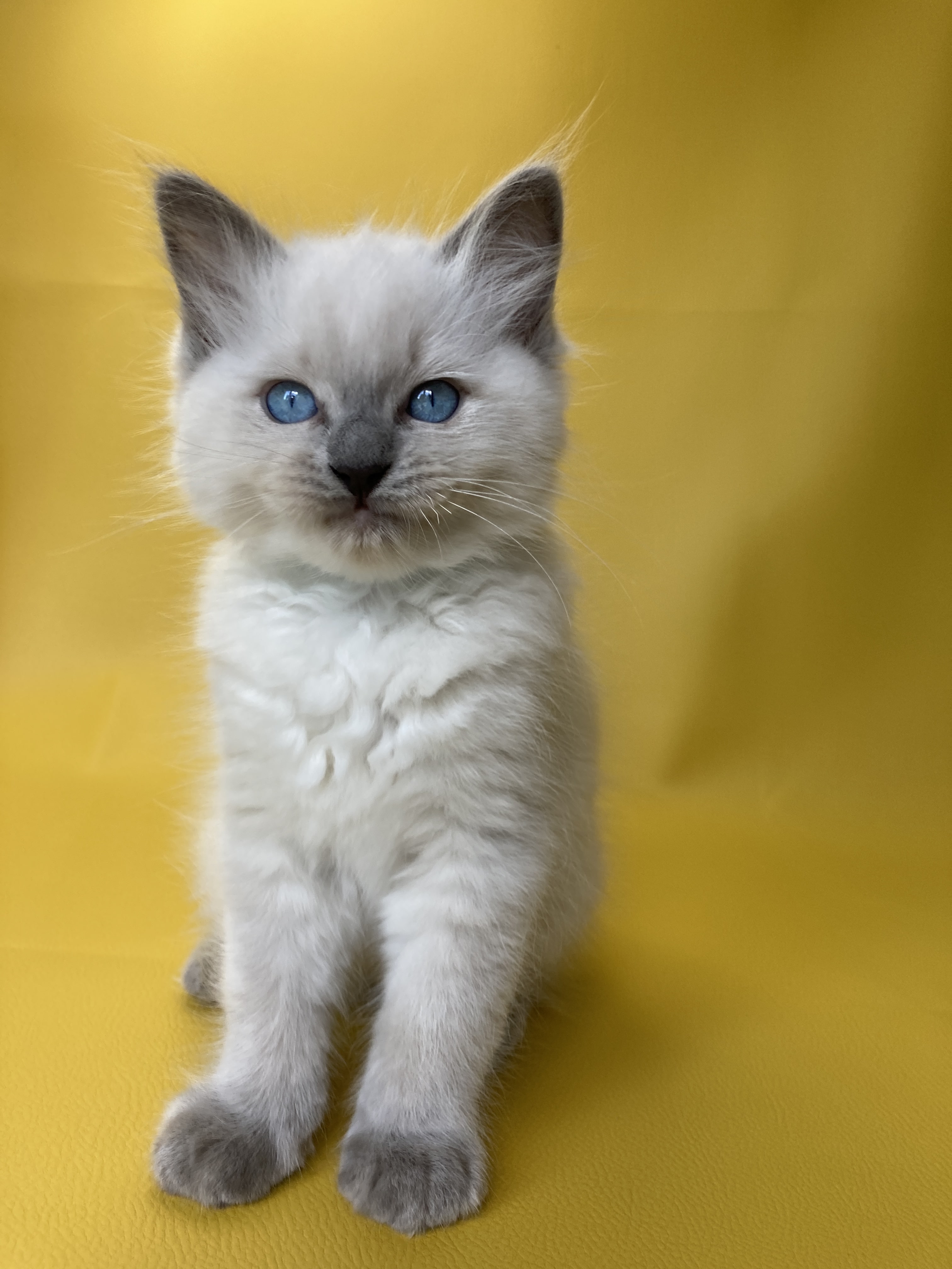 Portée Doris Didi Ragdoll blue point mitted Oust Ragdoll