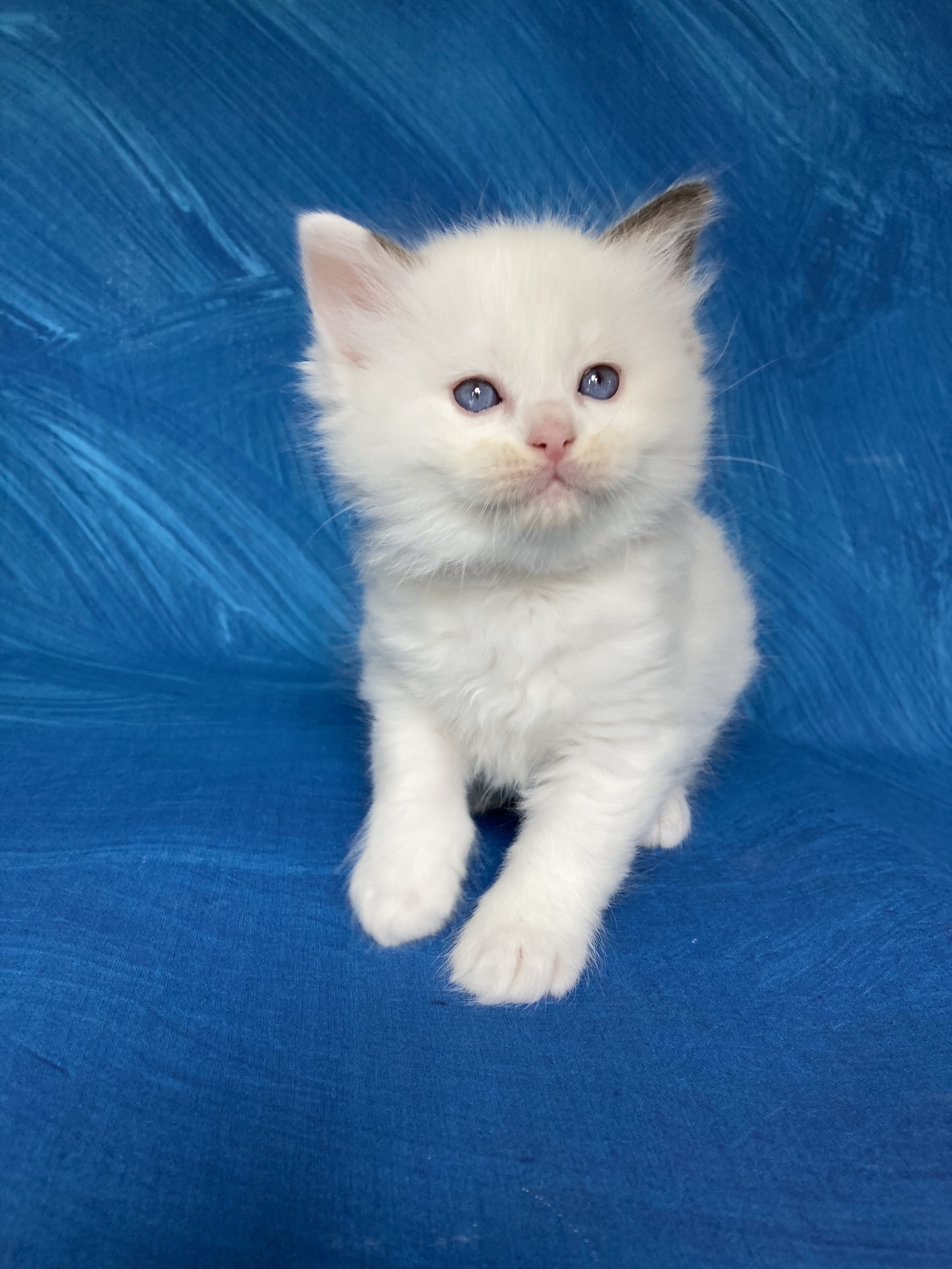 chaton Ragdoll point bicolor Gris Les Ragdolls de la Croisette