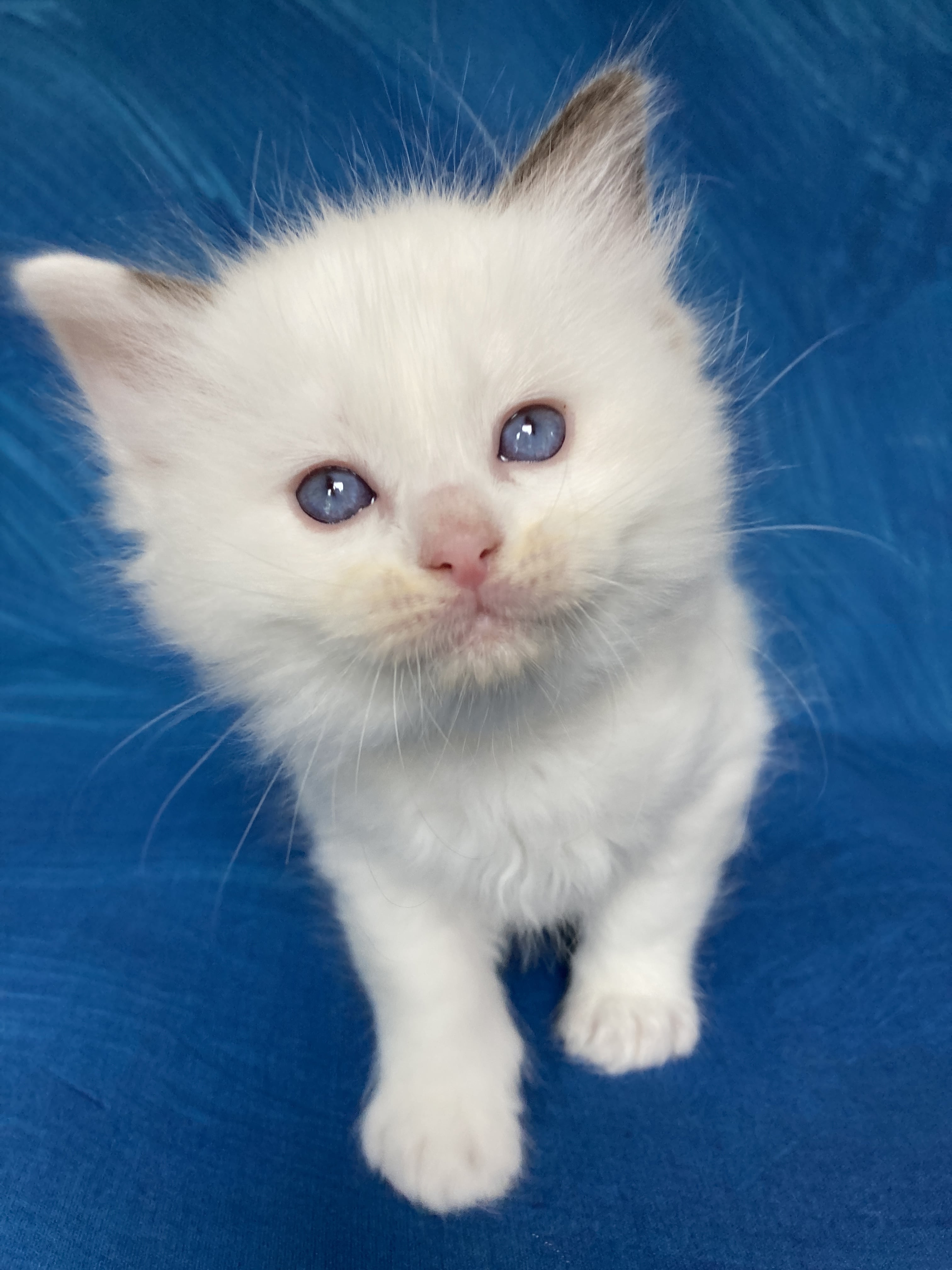 chaton Ragdoll point bicolor Gris Les Ragdolls de la Croisette