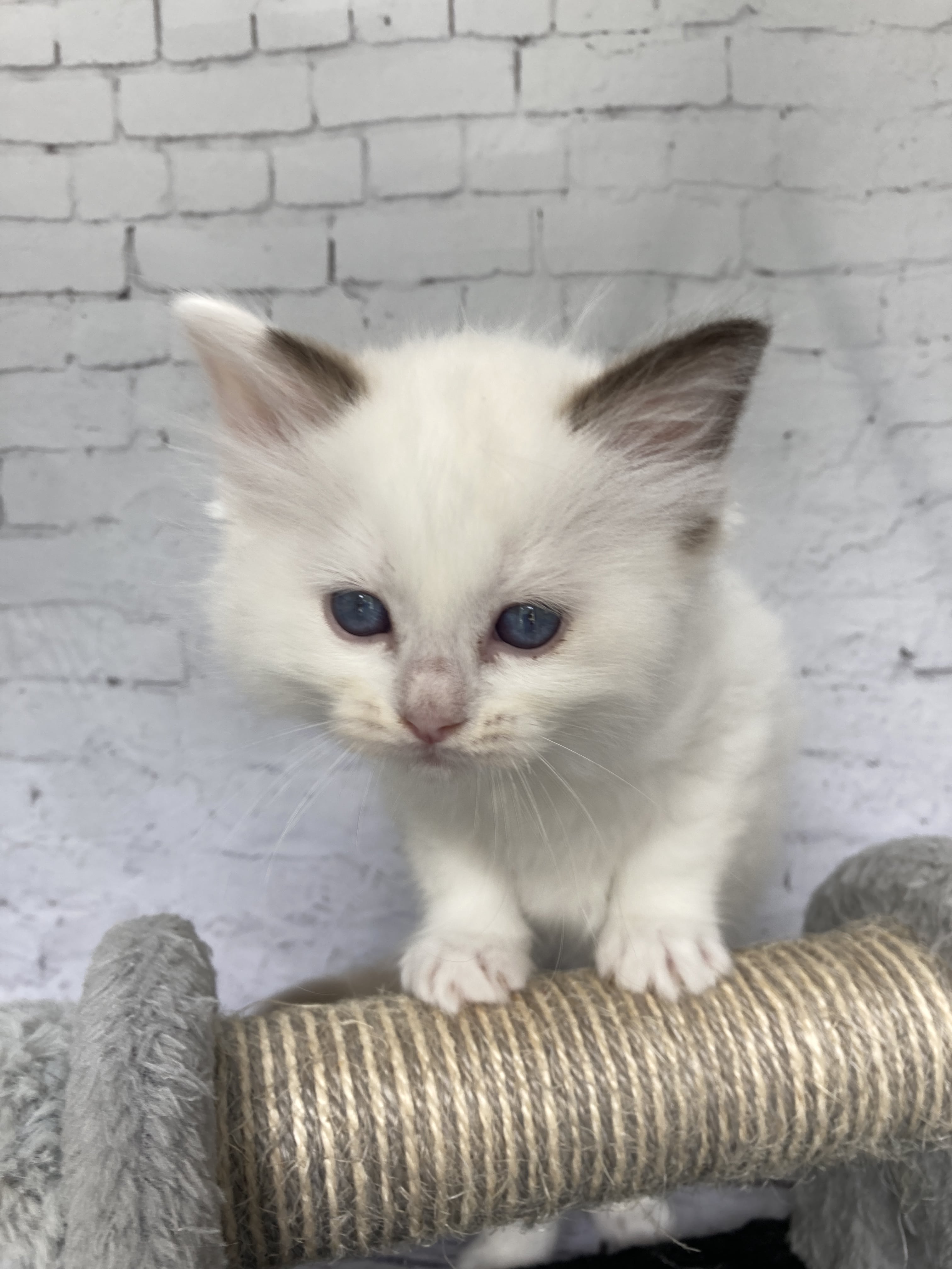 chaton Ragdoll point bicolor Sissi Les Ragdolls de la Croisette