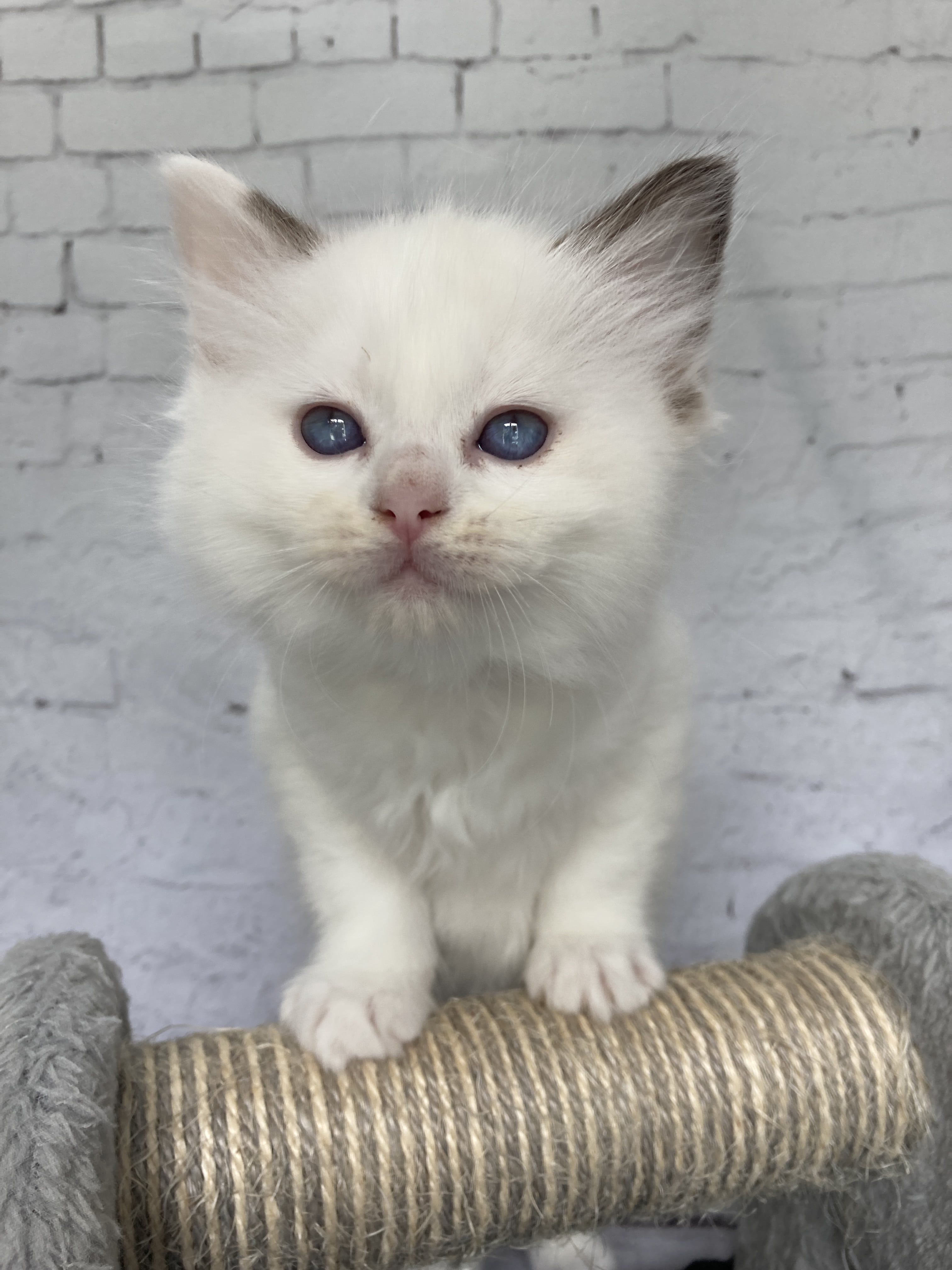 chaton Ragdoll point bicolor Sissi Les Ragdolls de la Croisette