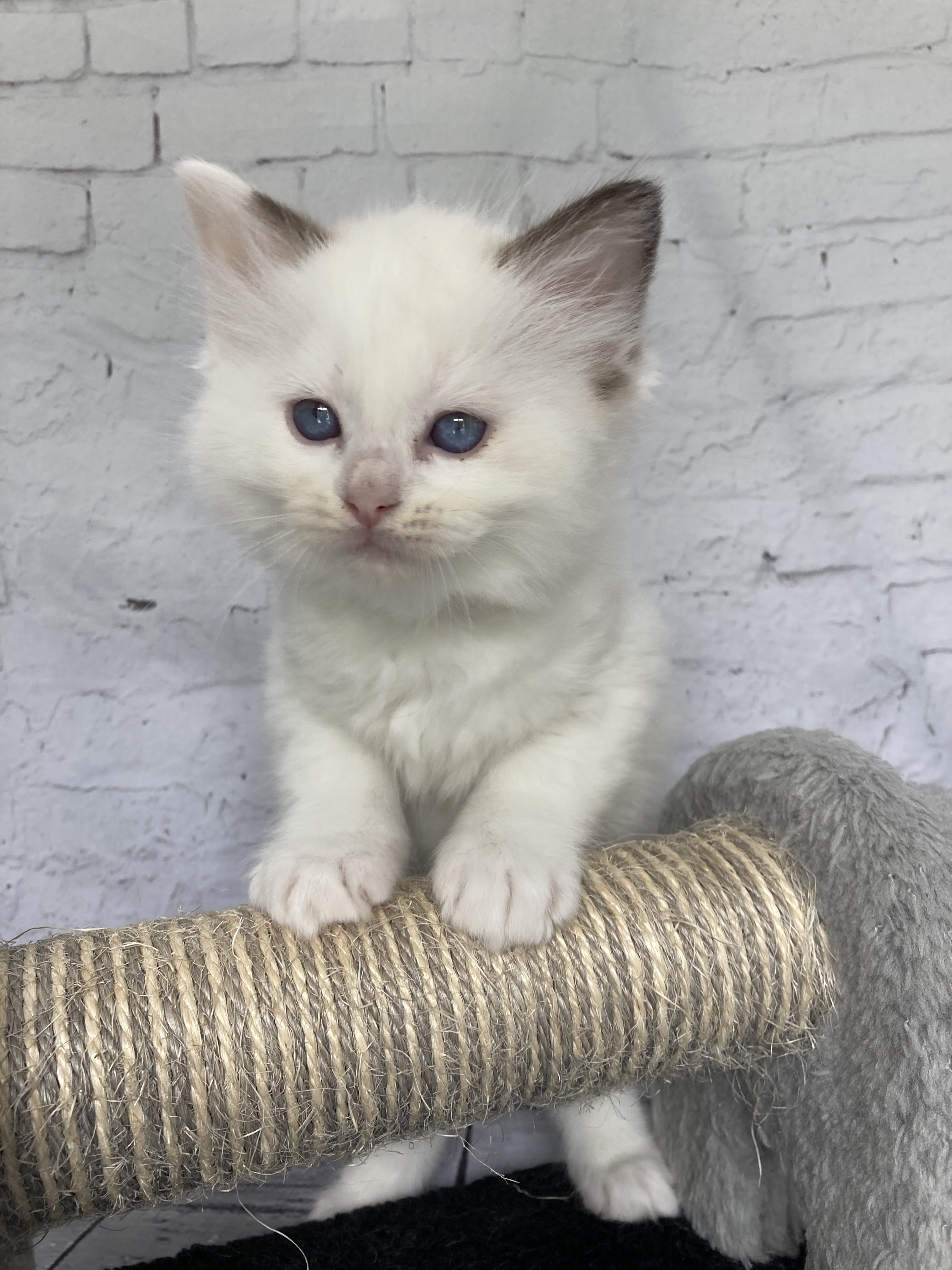 chaton Ragdoll point bicolor Sissi Les Ragdolls de la Croisette