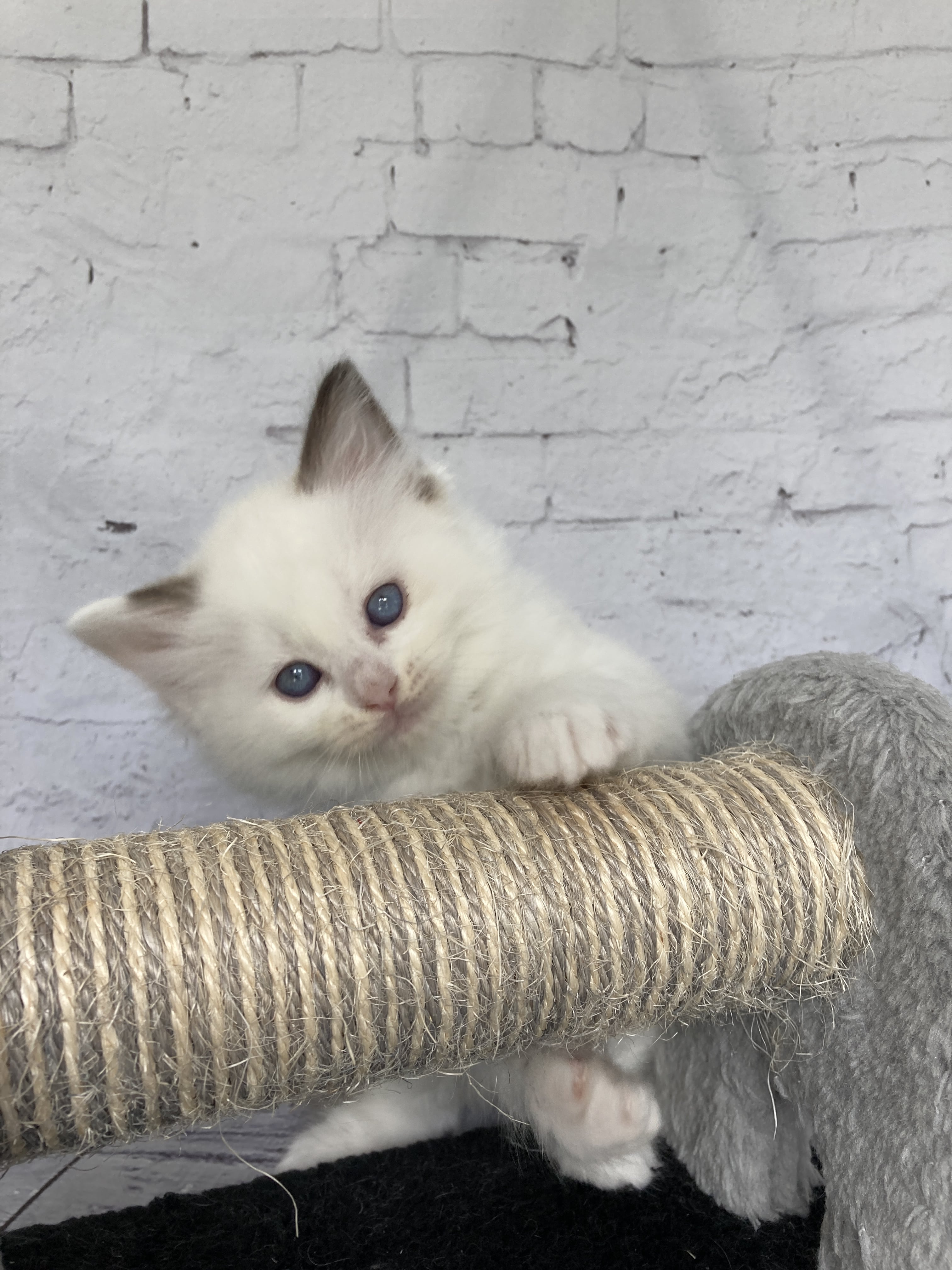 chaton Ragdoll point bicolor Sissi Les Ragdolls de la Croisette