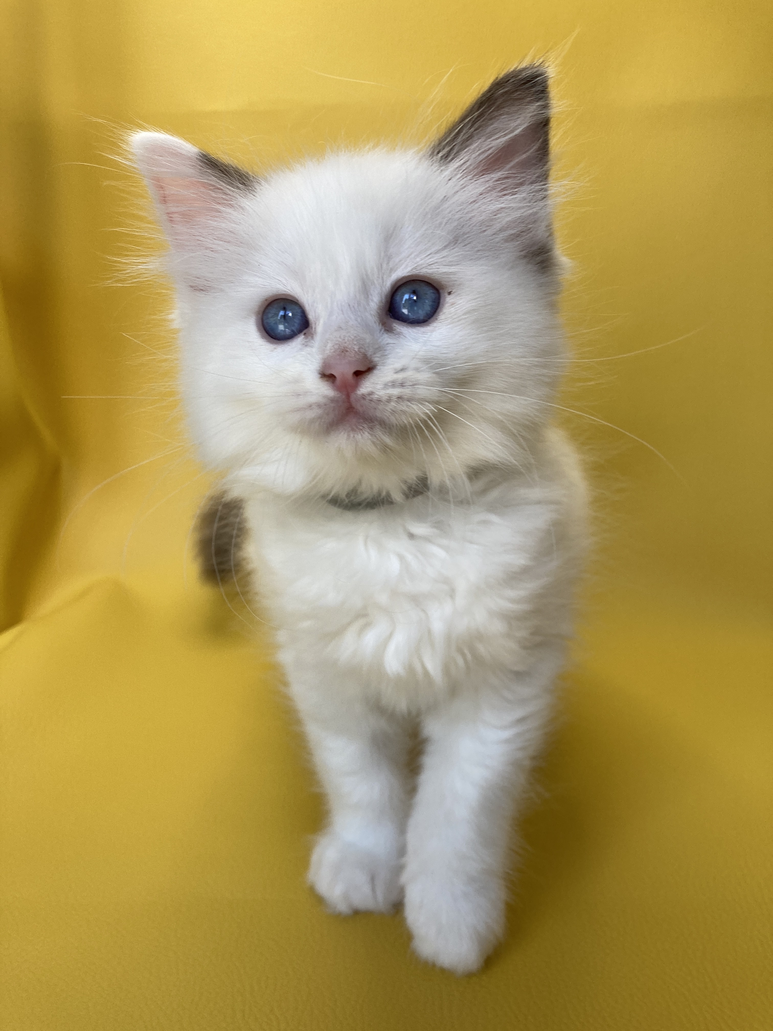 chaton Ragdoll point bicolor Sissi Les Ragdolls de la Croisette