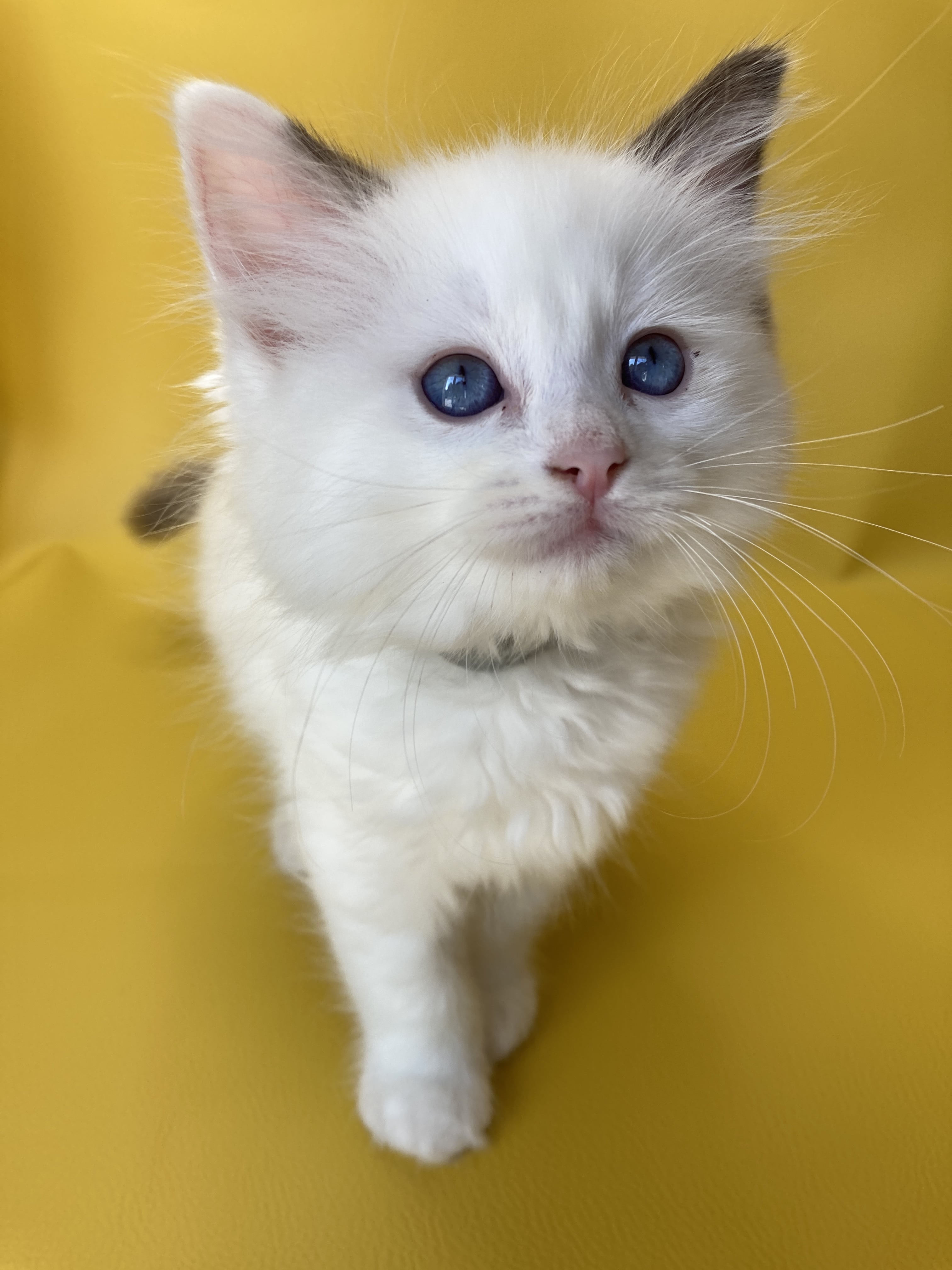 chaton Ragdoll point bicolor Sissi Les Ragdolls de la Croisette