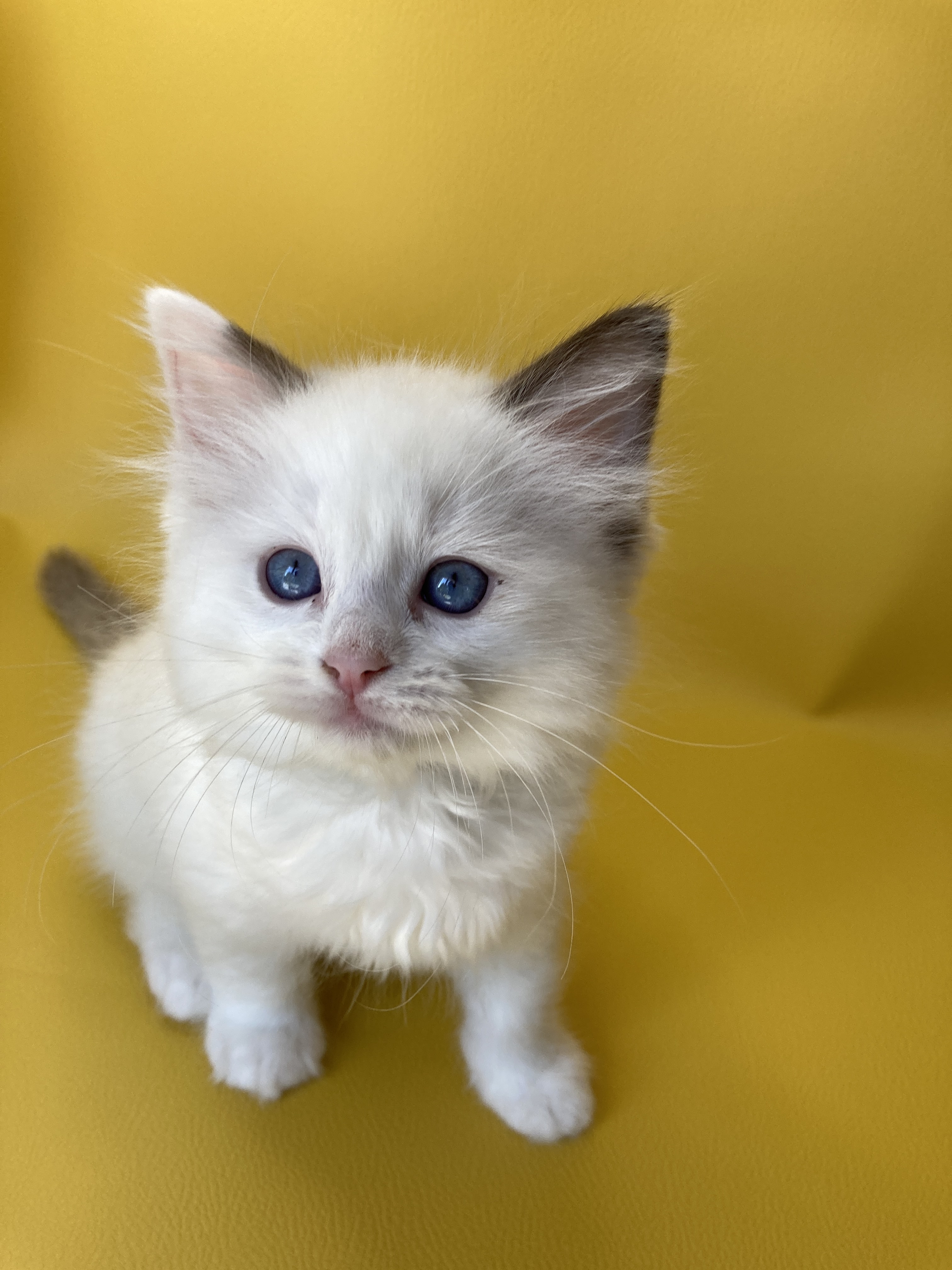 chaton Ragdoll point bicolor Sissi Les Ragdolls de la Croisette