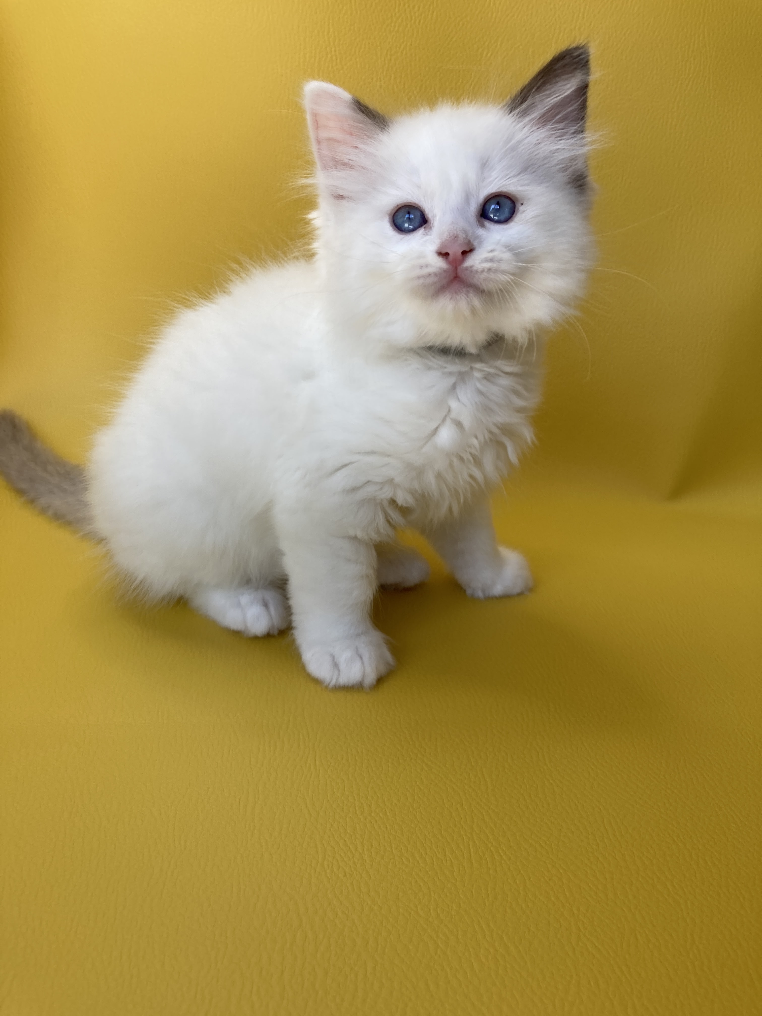 chaton Ragdoll point bicolor Sissi Les Ragdolls de la Croisette