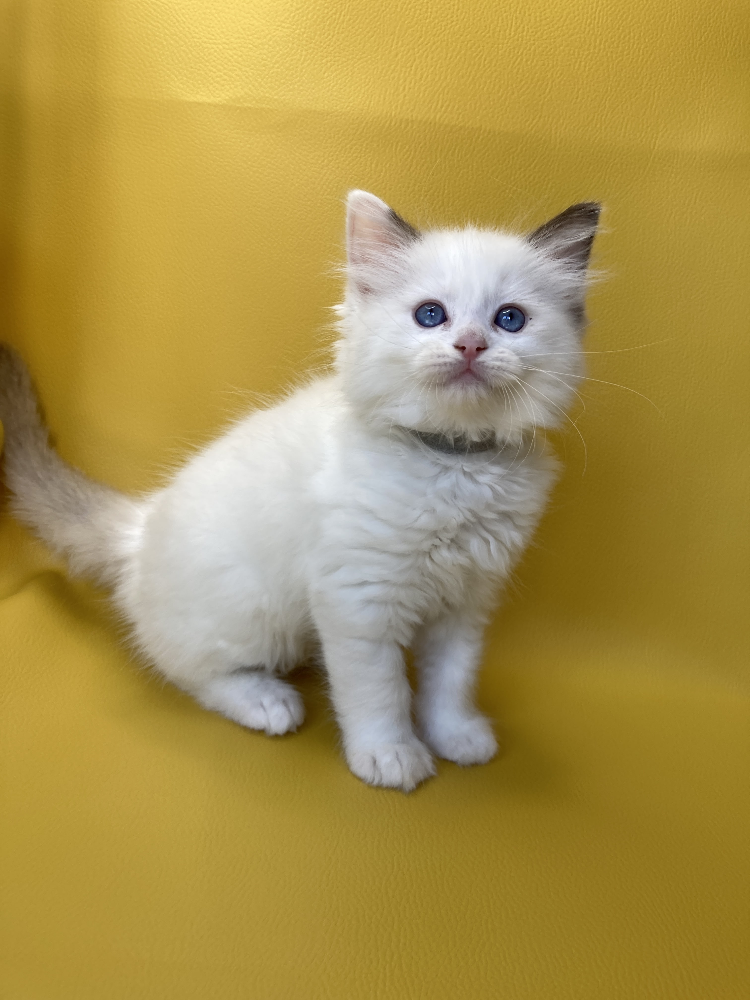 chaton Ragdoll point bicolor Sissi Les Ragdolls de la Croisette