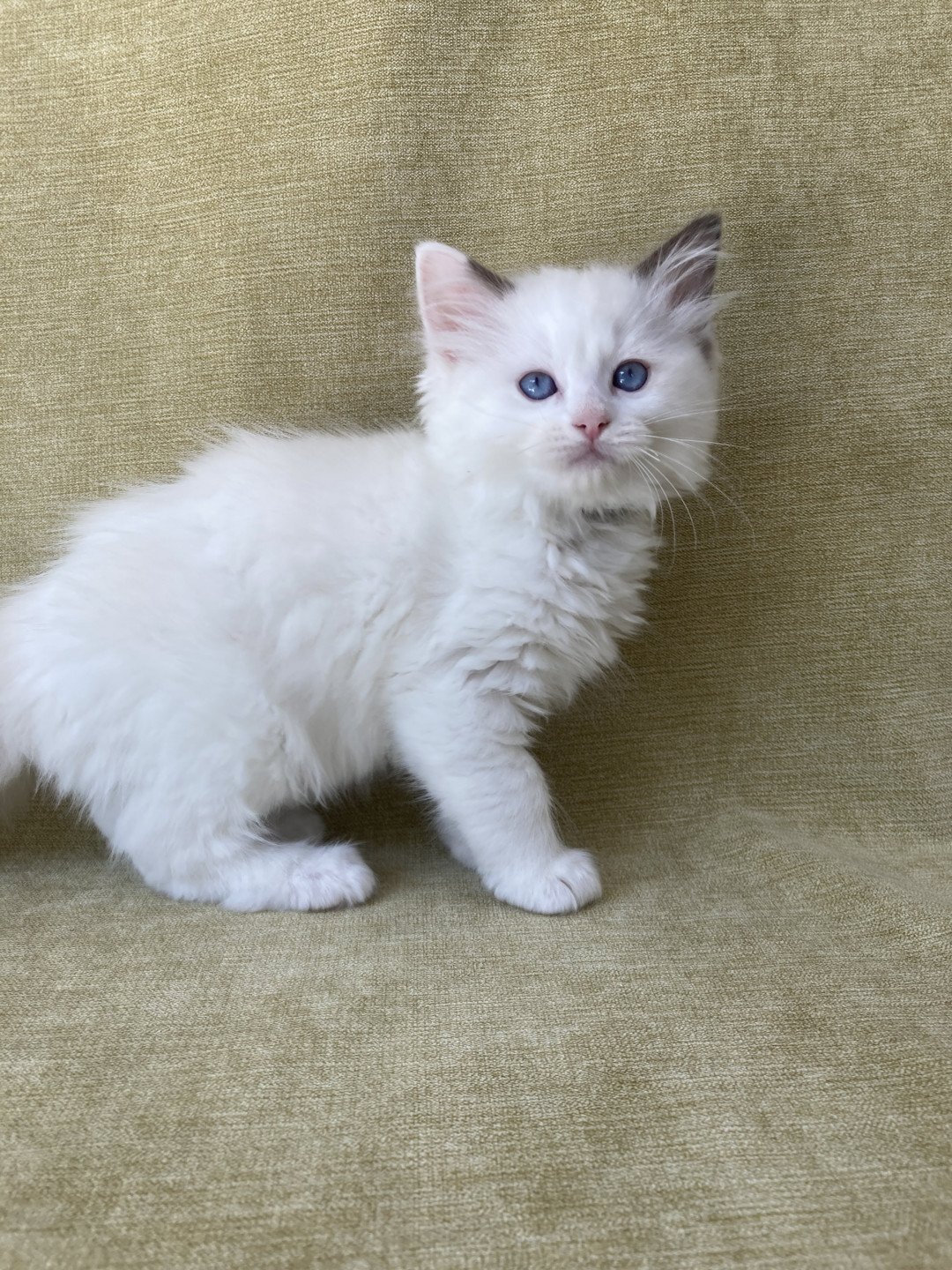 chaton Ragdoll point bicolor Sissi Les Ragdolls de la Croisette