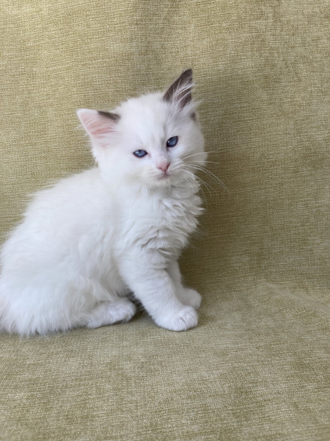 chaton Ragdoll point bicolor Sissi Les Ragdolls de la Croisette